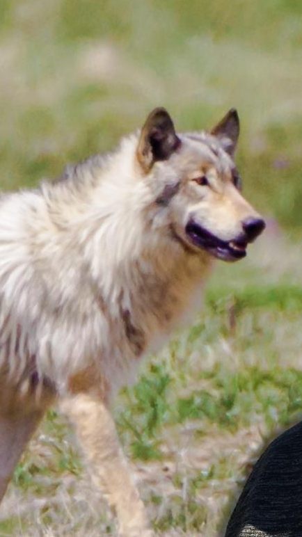Klaus Zimmermann (inatura) und Gernot Heigl (GF Jägerschaft Vorarlberg) über die "Wolfsichtung".