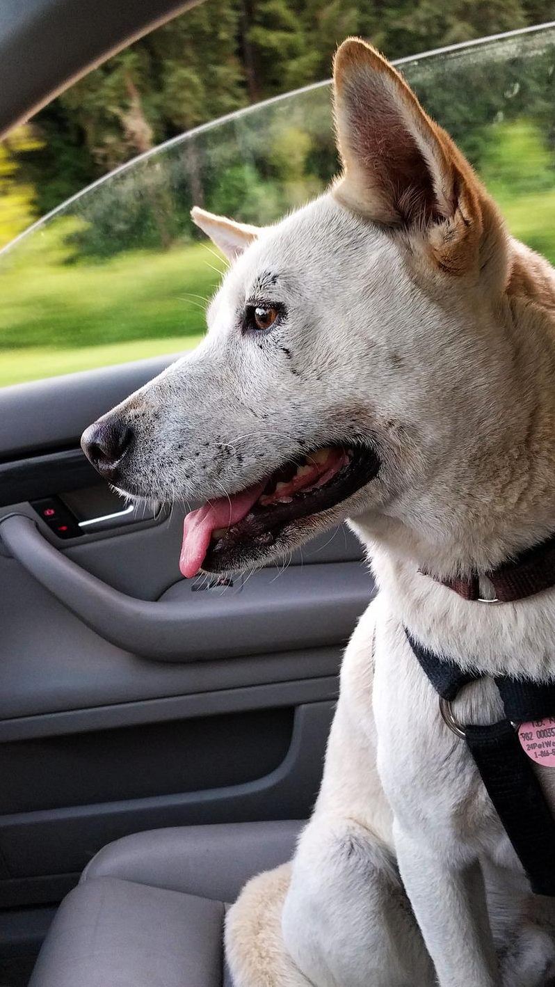 Wer sein geliebtes Haustier im Auto in den Urlaub mitnehmen will, muss einiges beachten.