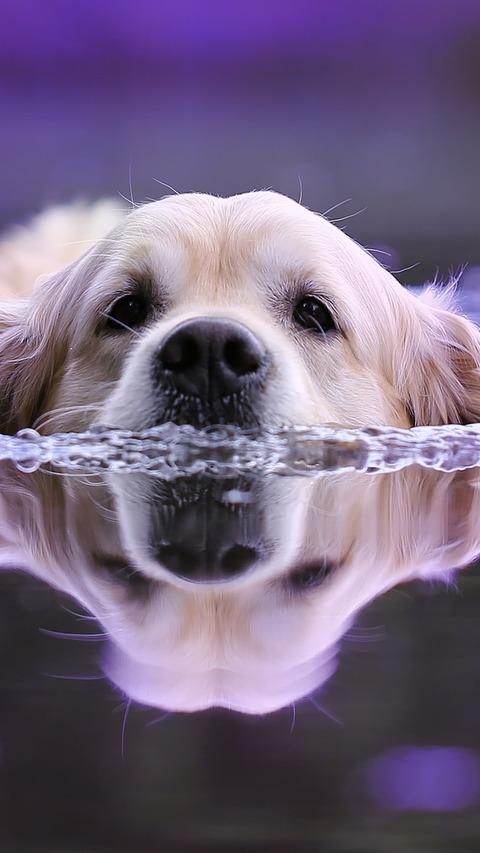 Hundebesitzer warnen: Angeblich aggressive Durchfall-Bakterien in Leitha.