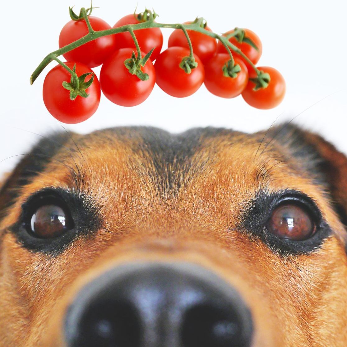 Tomatensnack für Hunde - gesund oder nicht?