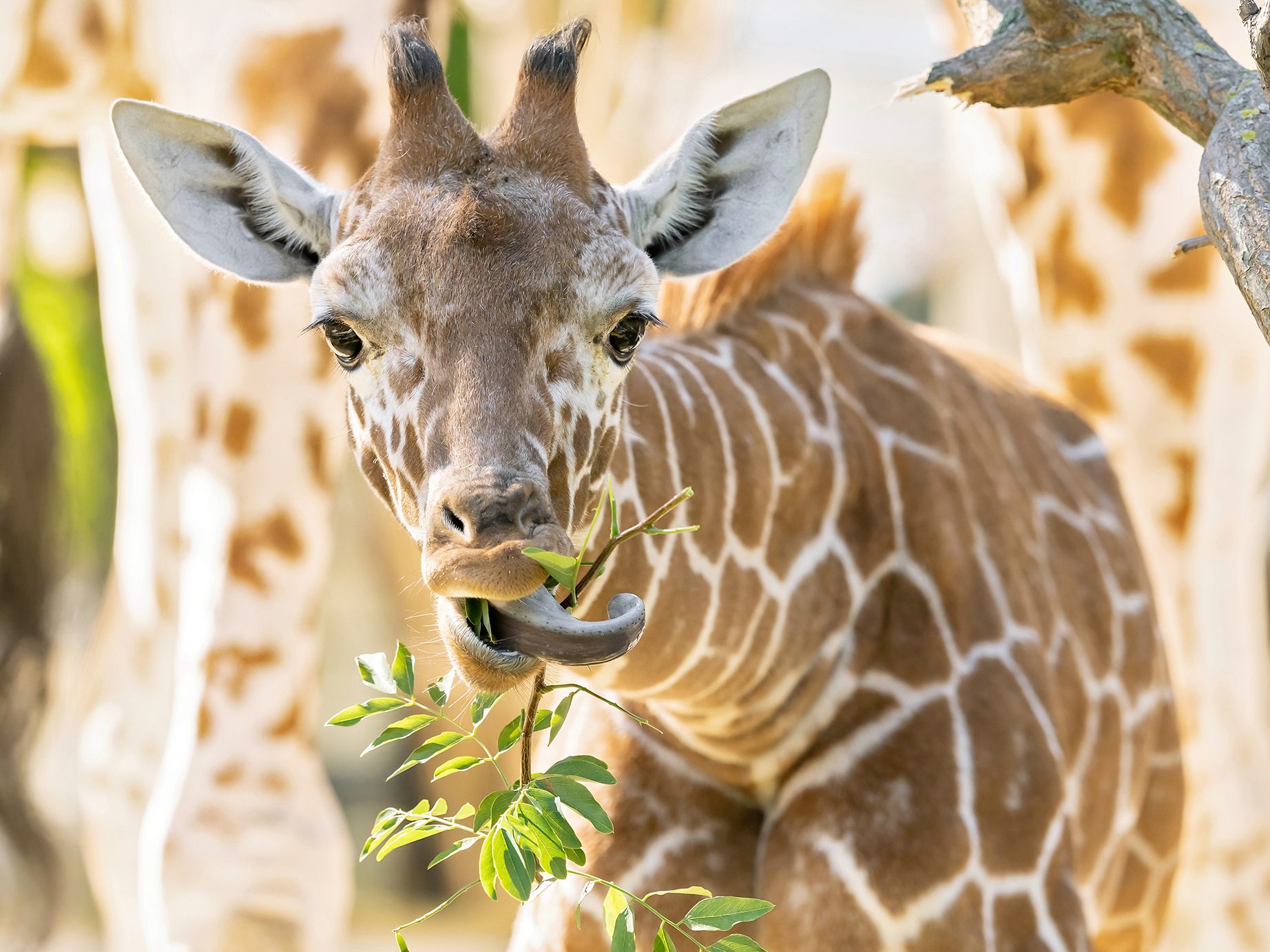 Das Giraffen-Jungtier "Amari" im Wiener Tiergarten wird ein halbes Jahr alt Das Giraffen-Jungtier "Amari" im Wiener Tiergarten wird ein halbes Jahr alt
