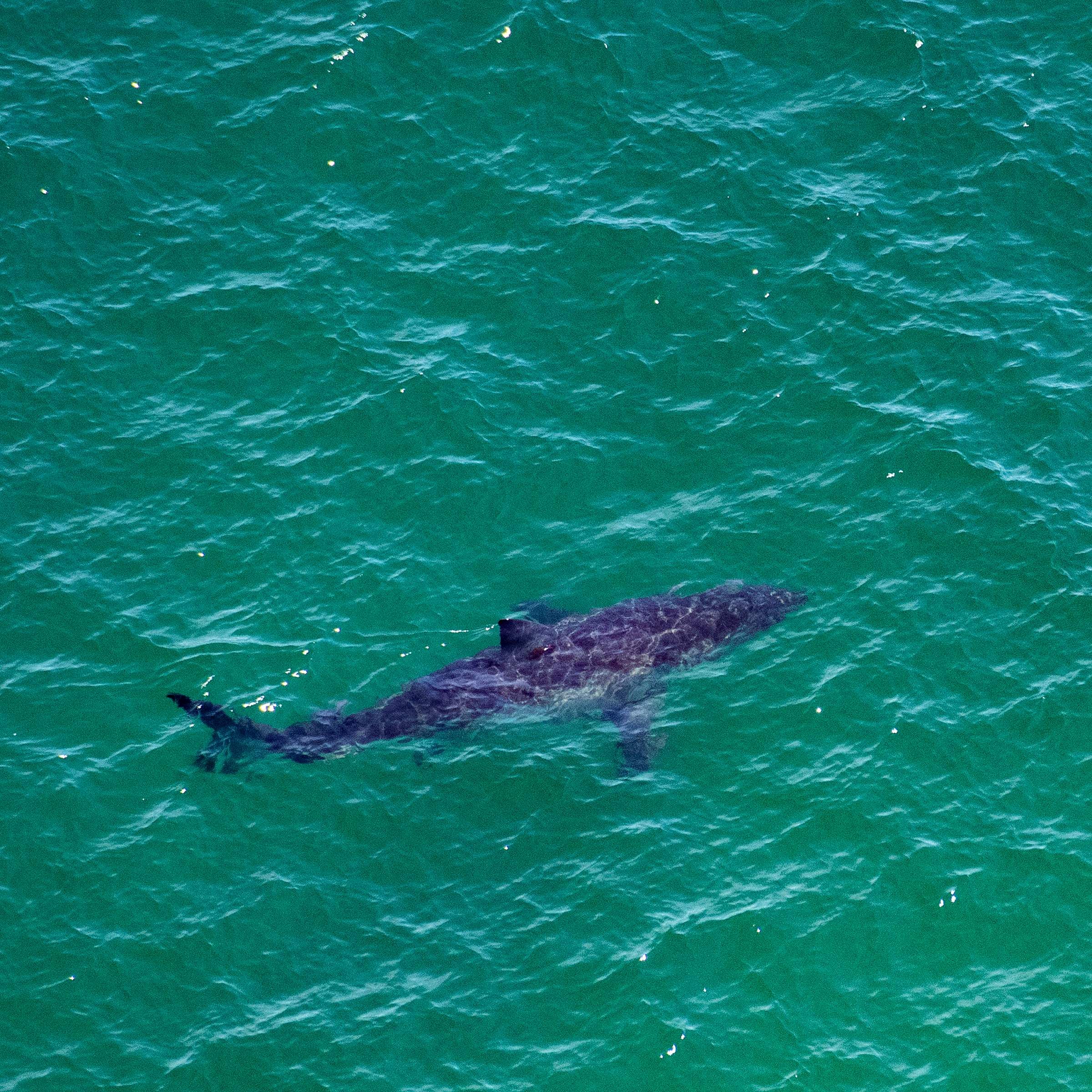 Sensation im Mittelmeer.