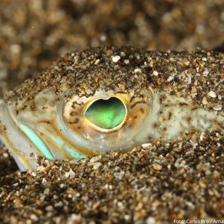 Gut getarnt im Sand und Schlamm.