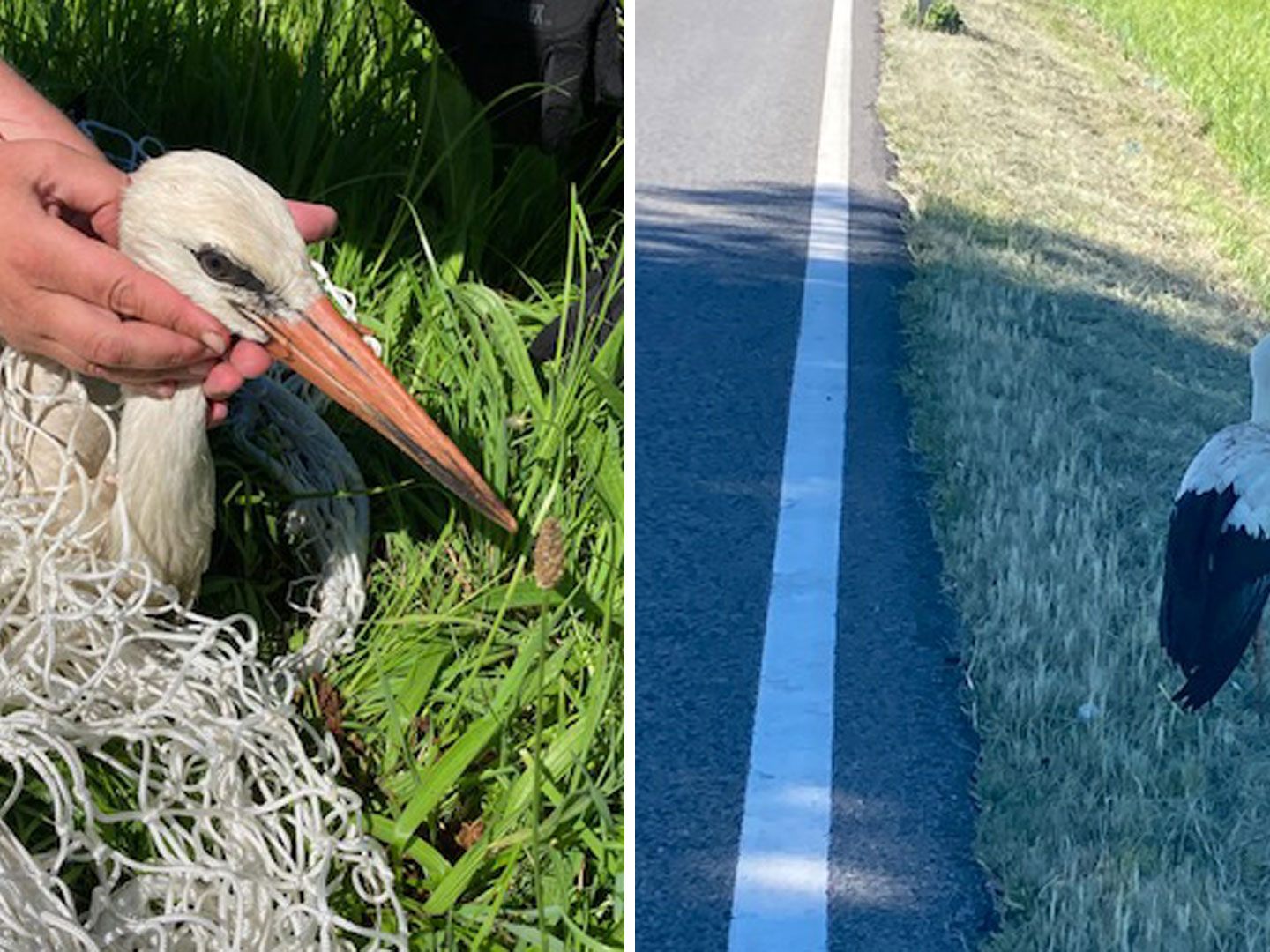 Die Beamten konnten ein Storch retten.