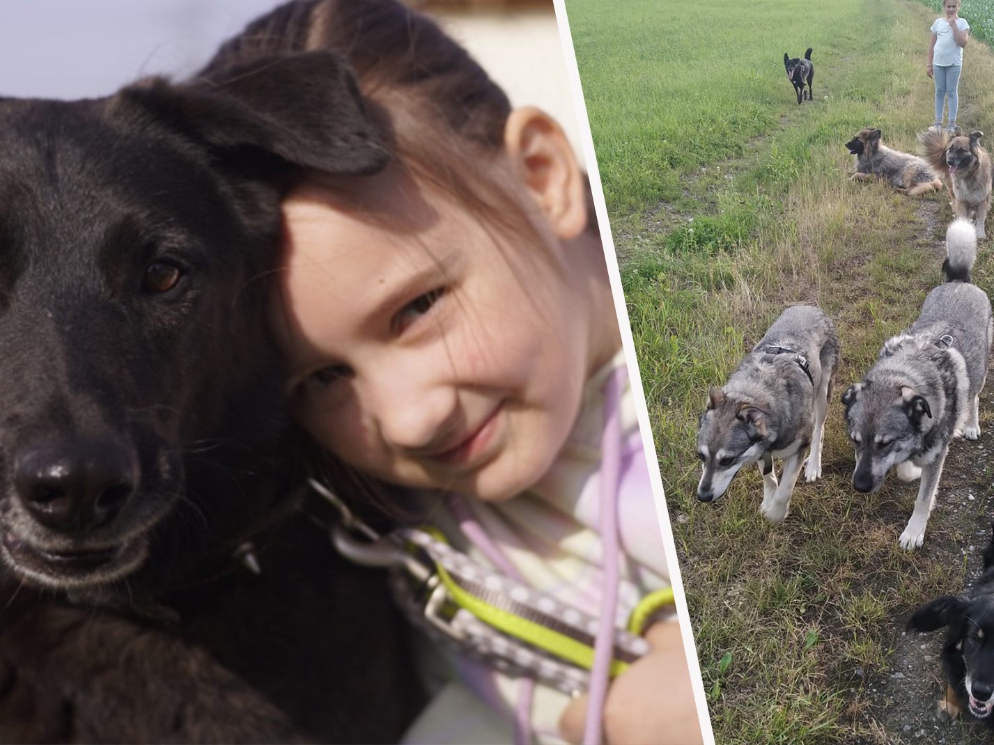 Vier Hunde suchen ein neues zu Hause.