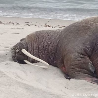 Für einen kurzen Zwischenstopp steuert ein Walross die Ostseeinsel Rügen an.