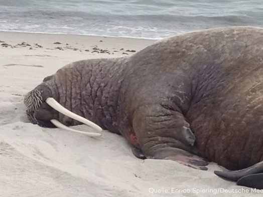Für einen kurzen Zwischenstopp steuert ein Walross die Ostseeinsel Rügen an. Für einen kurzen Zwischenstopp steuert ein Walross die Ostseeinsel Rügen an.