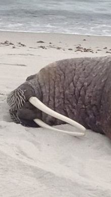 Für einen kurzen Zwischenstopp steuert ein Walross die Ostseeinsel Rügen an.