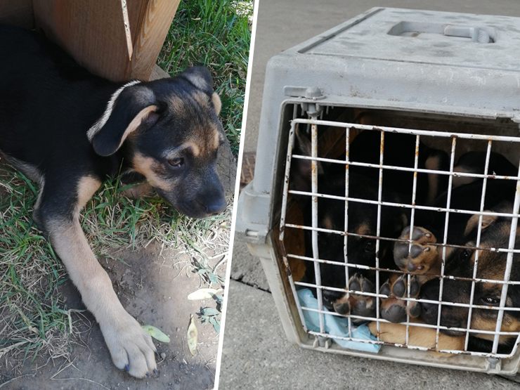 Die Polizei nahm dem Mann die Hunde ab. Die Polizei nahm dem Mann die Hunde ab.