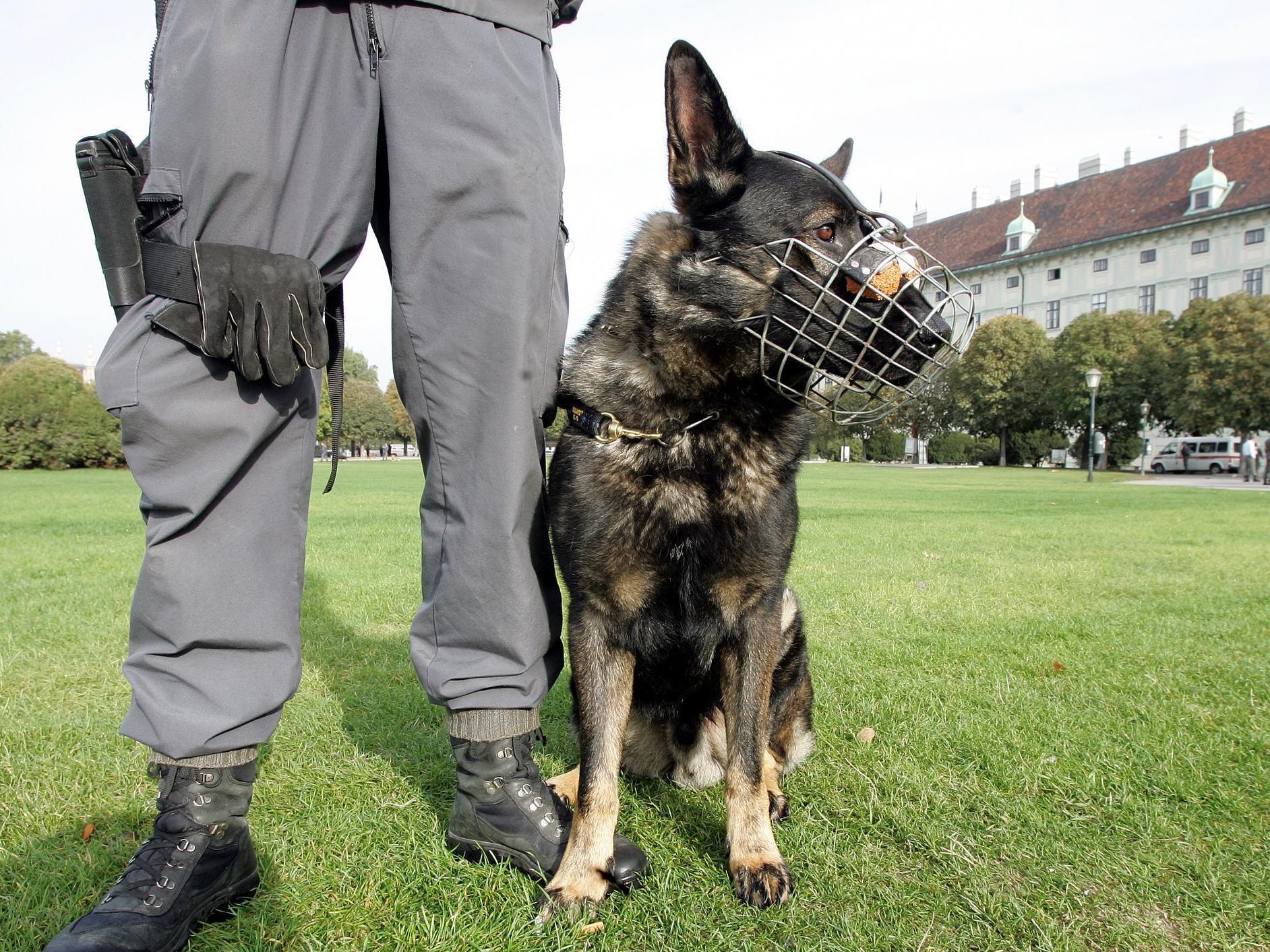In Niederösterreich sind mehrere Polizeihunde nach einer Joggingrunde im Weinviertel verendet. In Niederösterreich sind mehrere Polizeihunde nach einer Joggingrunde im Weinviertel verendet.