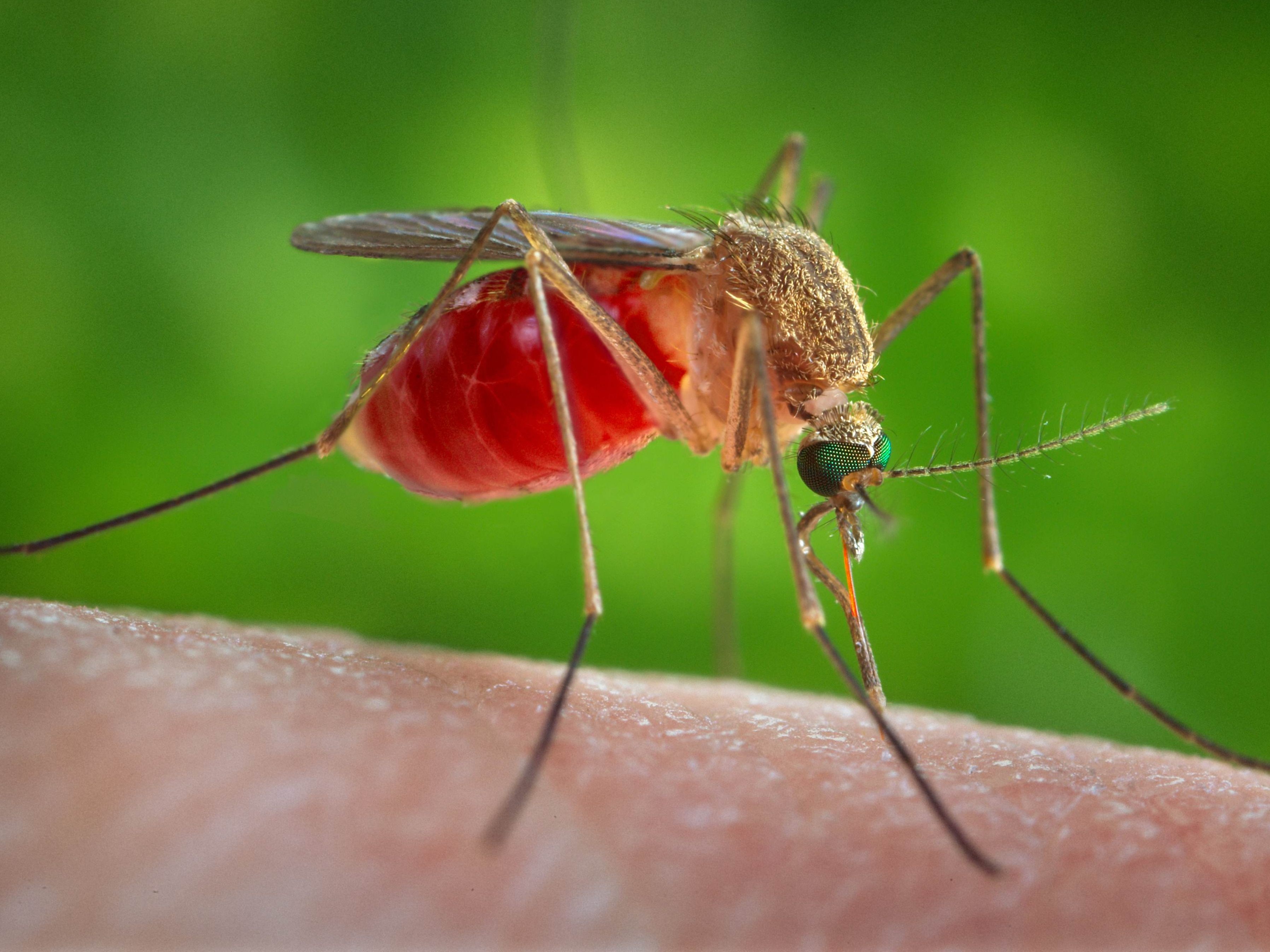 2022 hat es EU-weit bereits 188 Infektionen mit dem West-Nil-Virus gegeben.