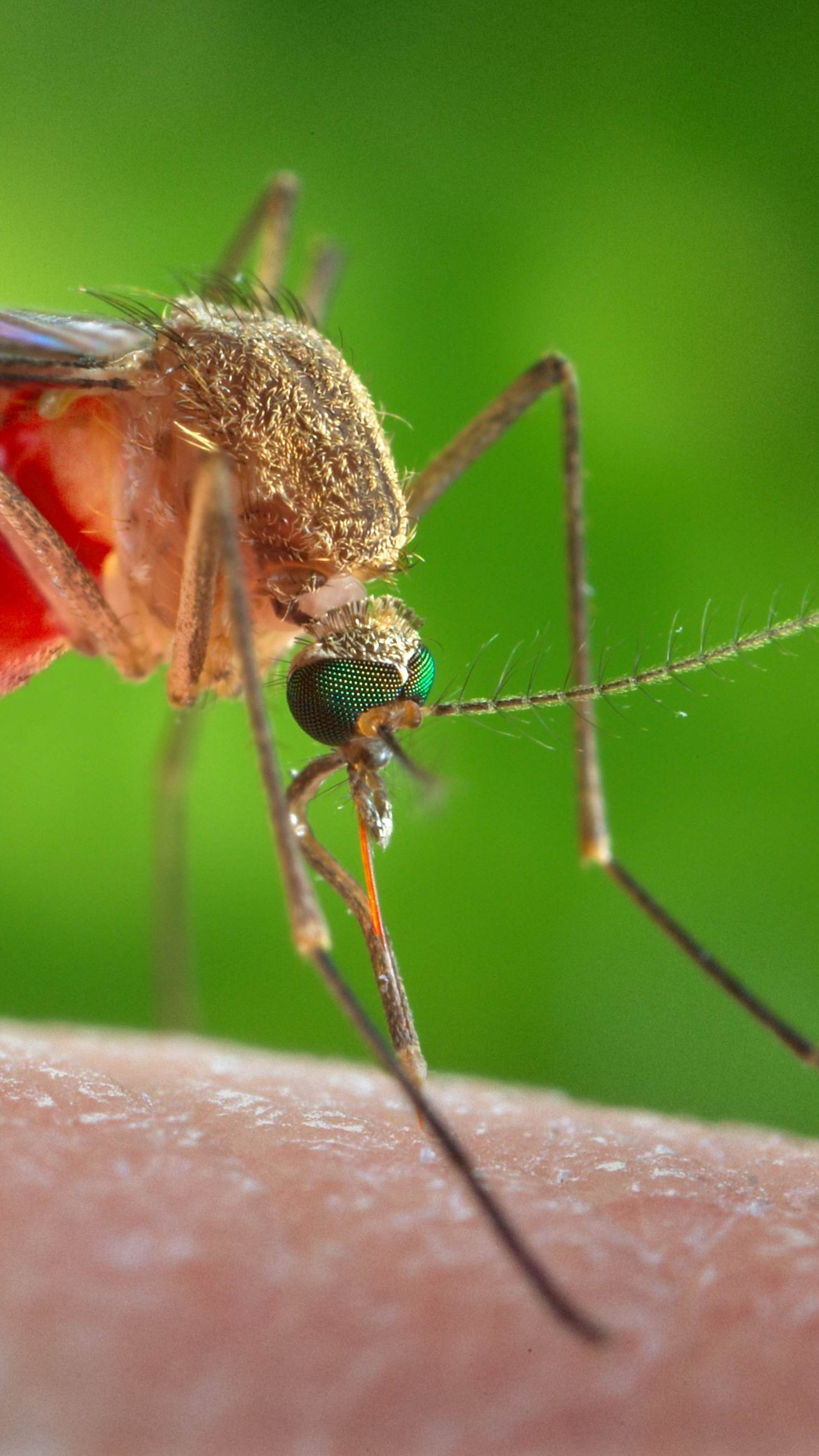 2022 hat es EU-weit bereits 188 Infektionen mit dem West-Nil-Virus gegeben.