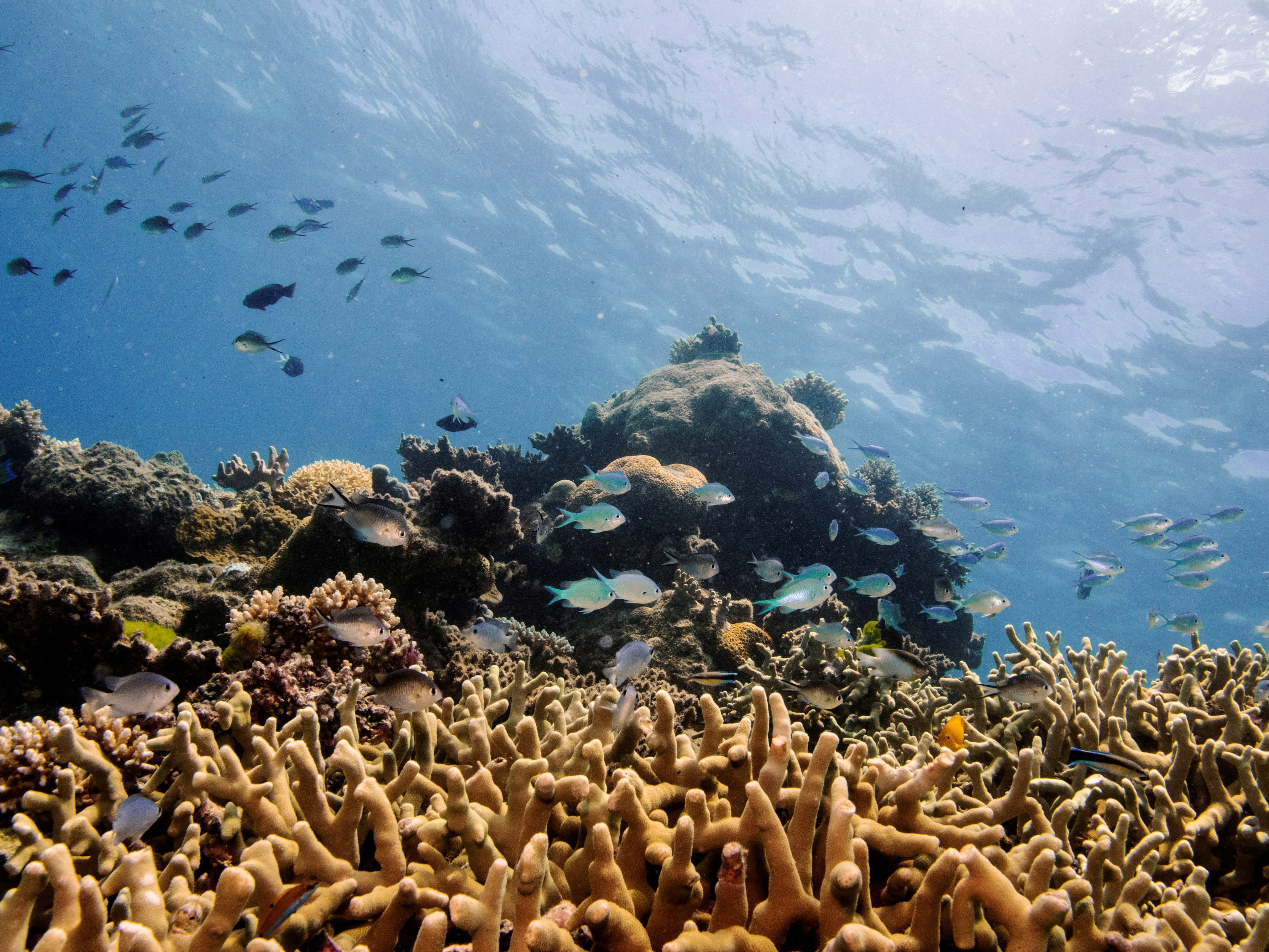 Australien meldet ein überraschendes Korallen-Comeback am Great Barrier Reef Australien meldet ein überraschendes Korallen-Comeback am Great Barrier Reef