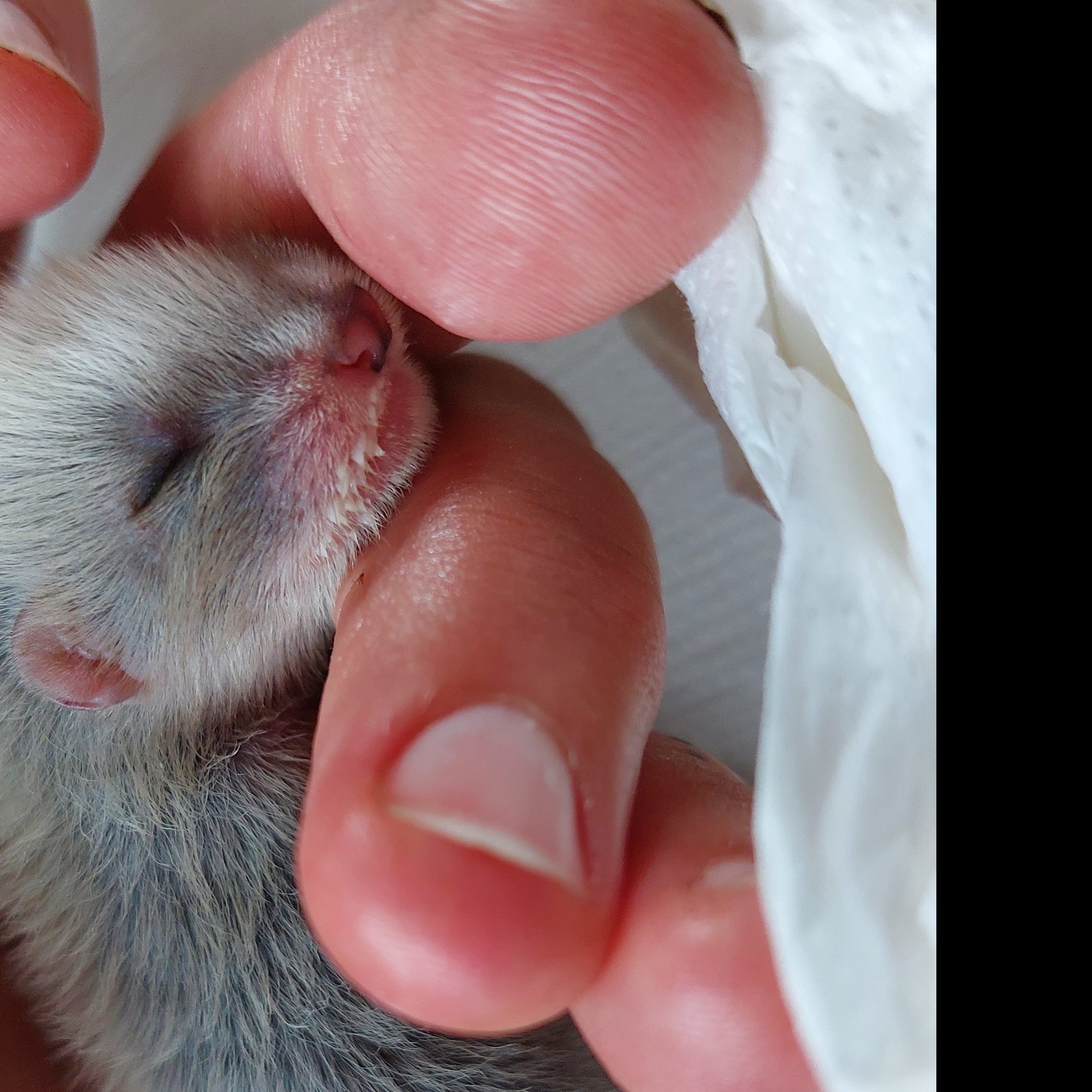 Eine Familie in Salzburg entdeckte ein Iltisbaby vor ihrer Haustür.