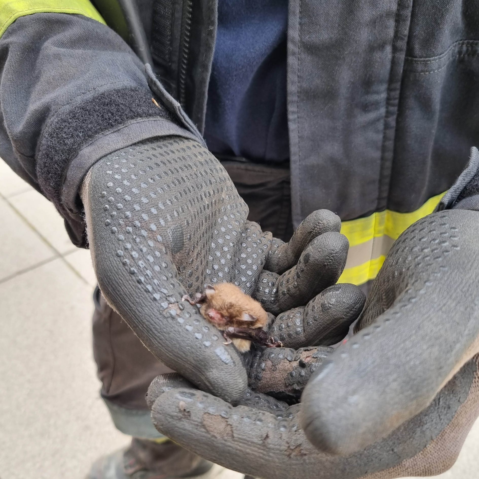 Eine Fledermaus wurde aus einem Hutgeschäft in Wiener Neustadt gerettet.