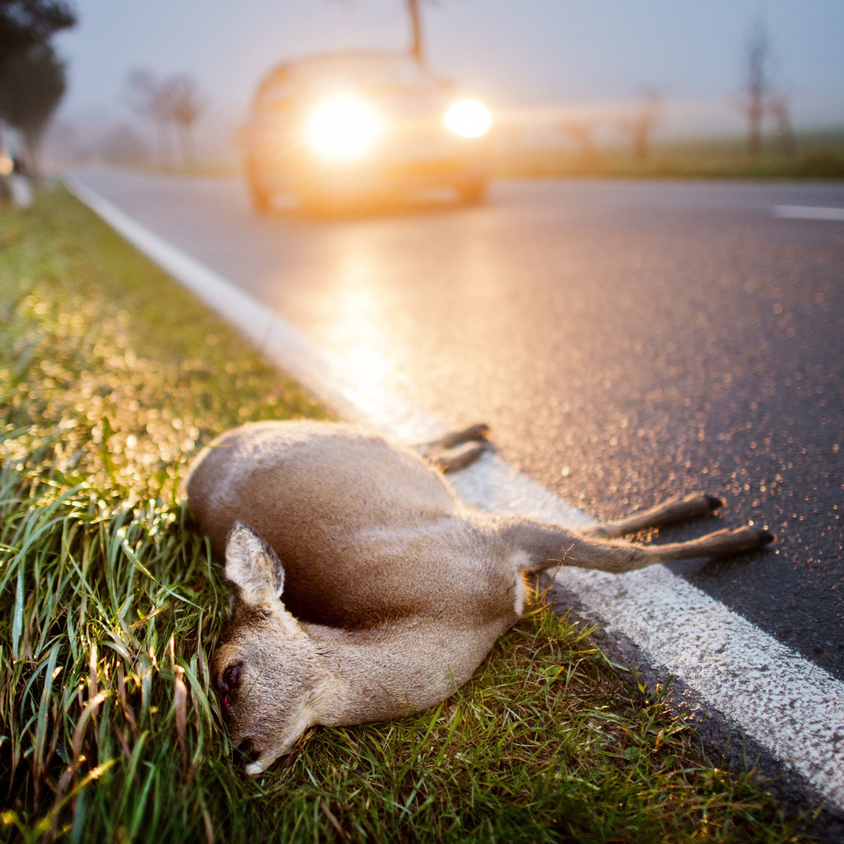 Eine Wiener Studie untersucht die Zahl der getöteten Tiere im Straßenverkehr in Österreich. Laien können mittels App Unfälle mit Tieren melden.