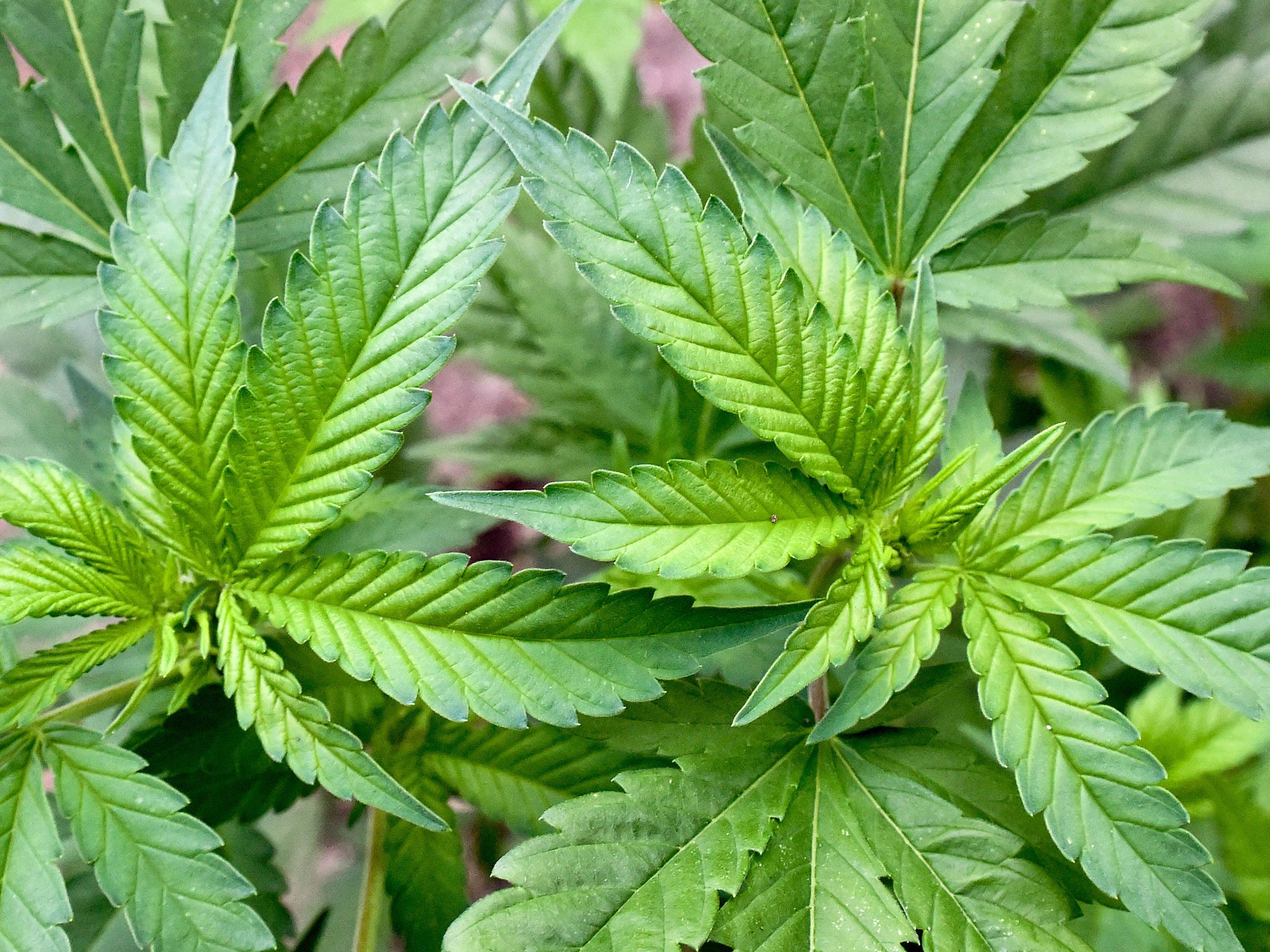Der Drahtzieher hinter Cannabis-Plantagen in Wien und NÖ wurde in Thailand gefasst. Der Drahtzieher hinter Cannabis-Plantagen in Wien und NÖ wurde in Thailand gefasst.