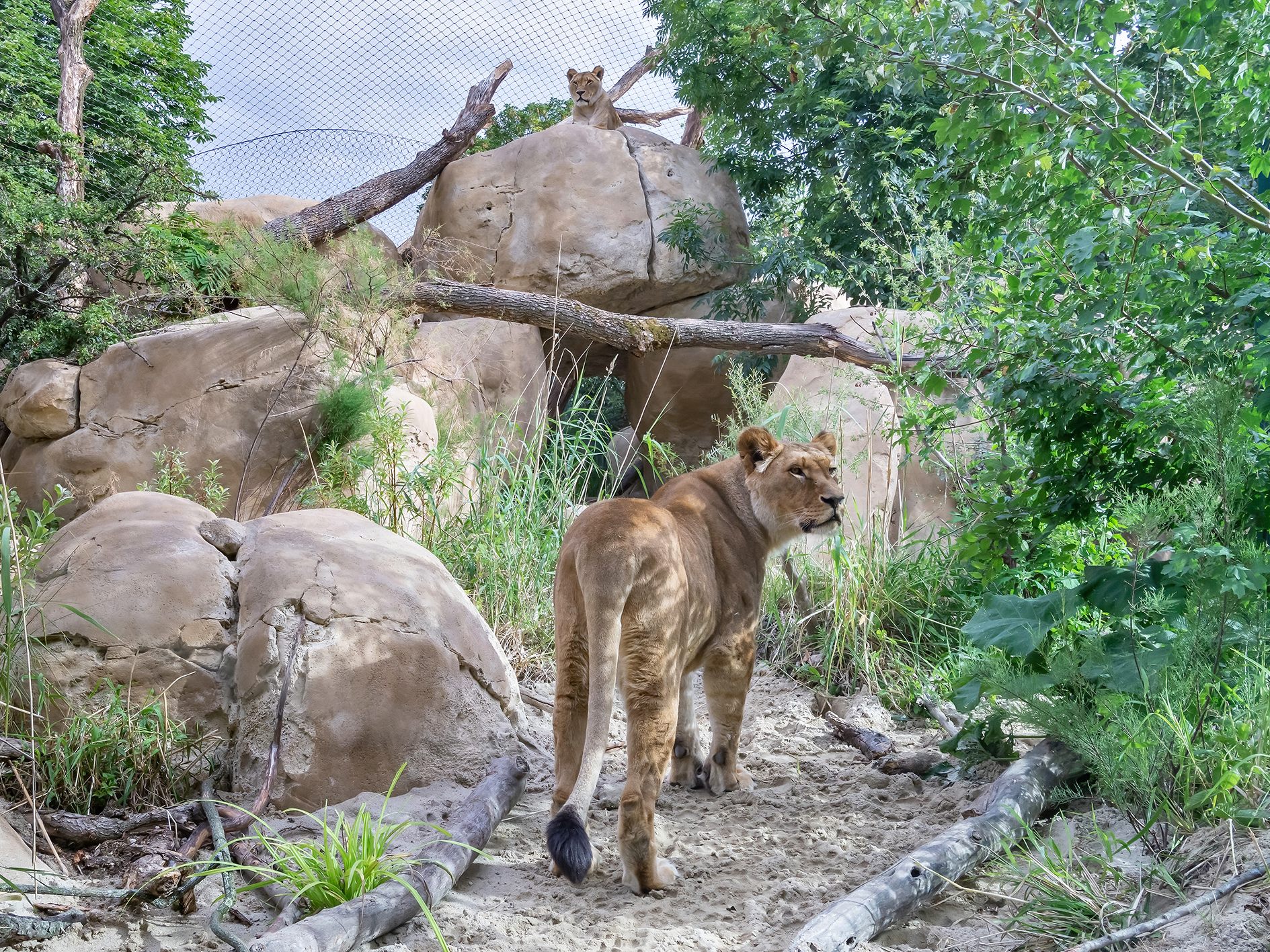 Die Löwen-Anlage im Tiergarten Schönbrunn wurde mit einer neuen Felsenlandschaft ausgestattet. Die Löwen-Anlage im Tiergarten Schönbrunn wurde mit einer neuen Felsenlandschaft ausgestattet.