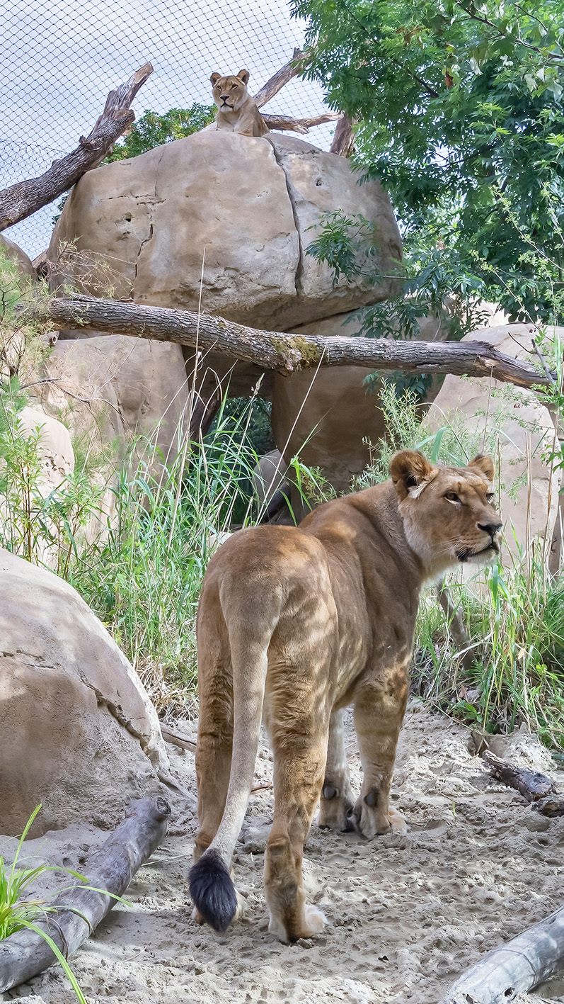 Die Löwen-Anlage im Tiergarten Schönbrunn wurde mit einer neuen Felsenlandschaft ausgestattet.