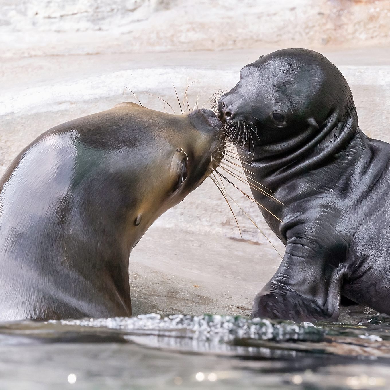 Noch wird die Nachwuchsrobbe dauernd von Mama betüddelt.