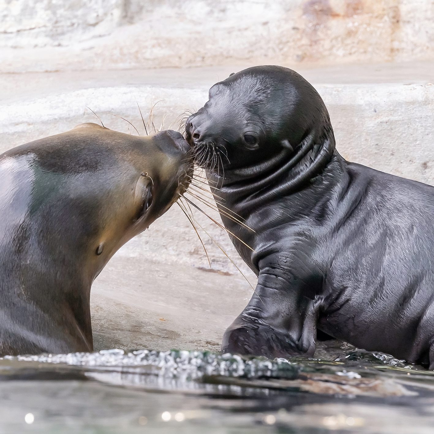 Zoo-Besucher können die kleine Mähnenrobbe bereits sehen.