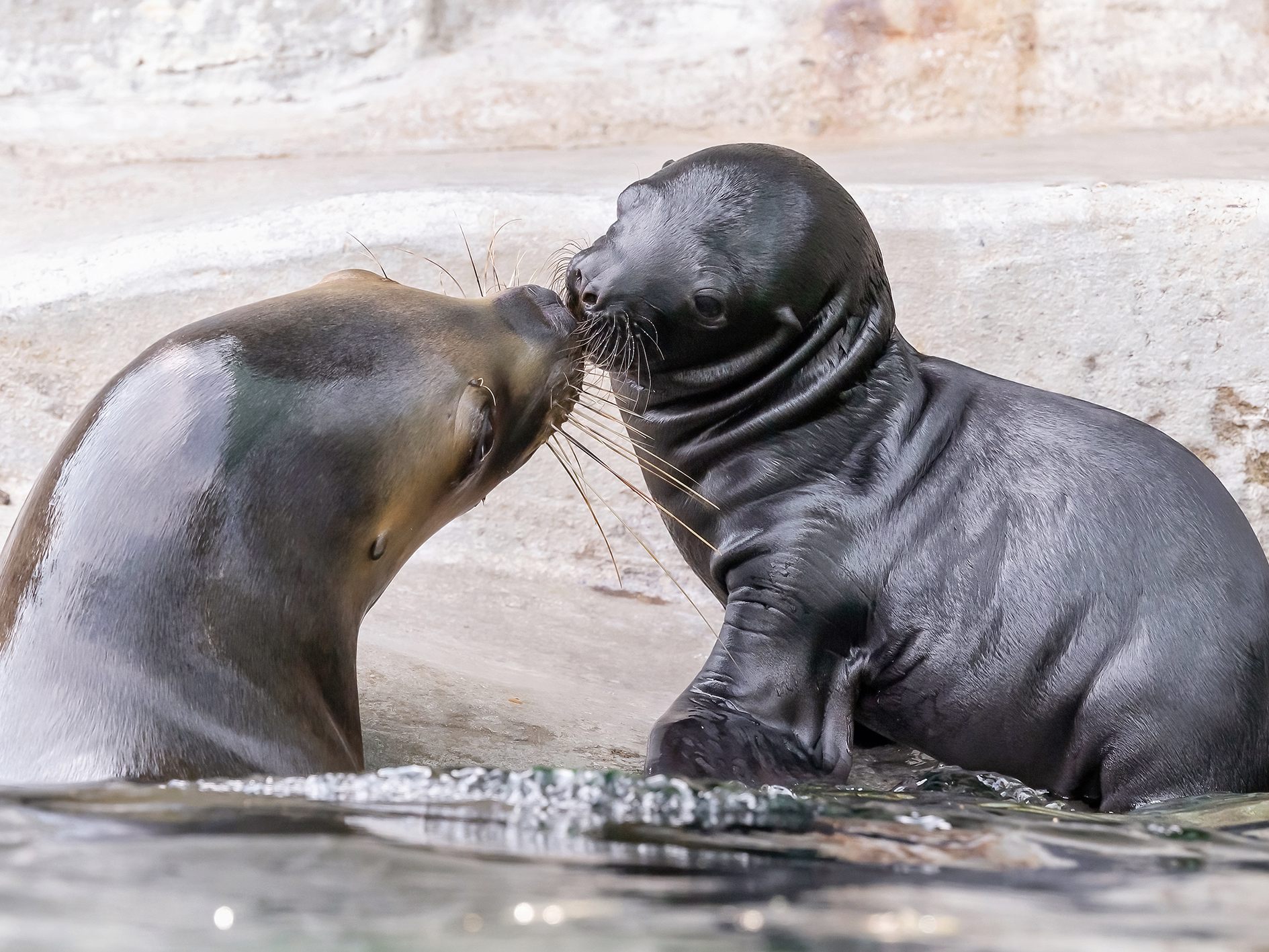 Zoo-Besucher können die kleine Mähnenrobbe bereits sehen.