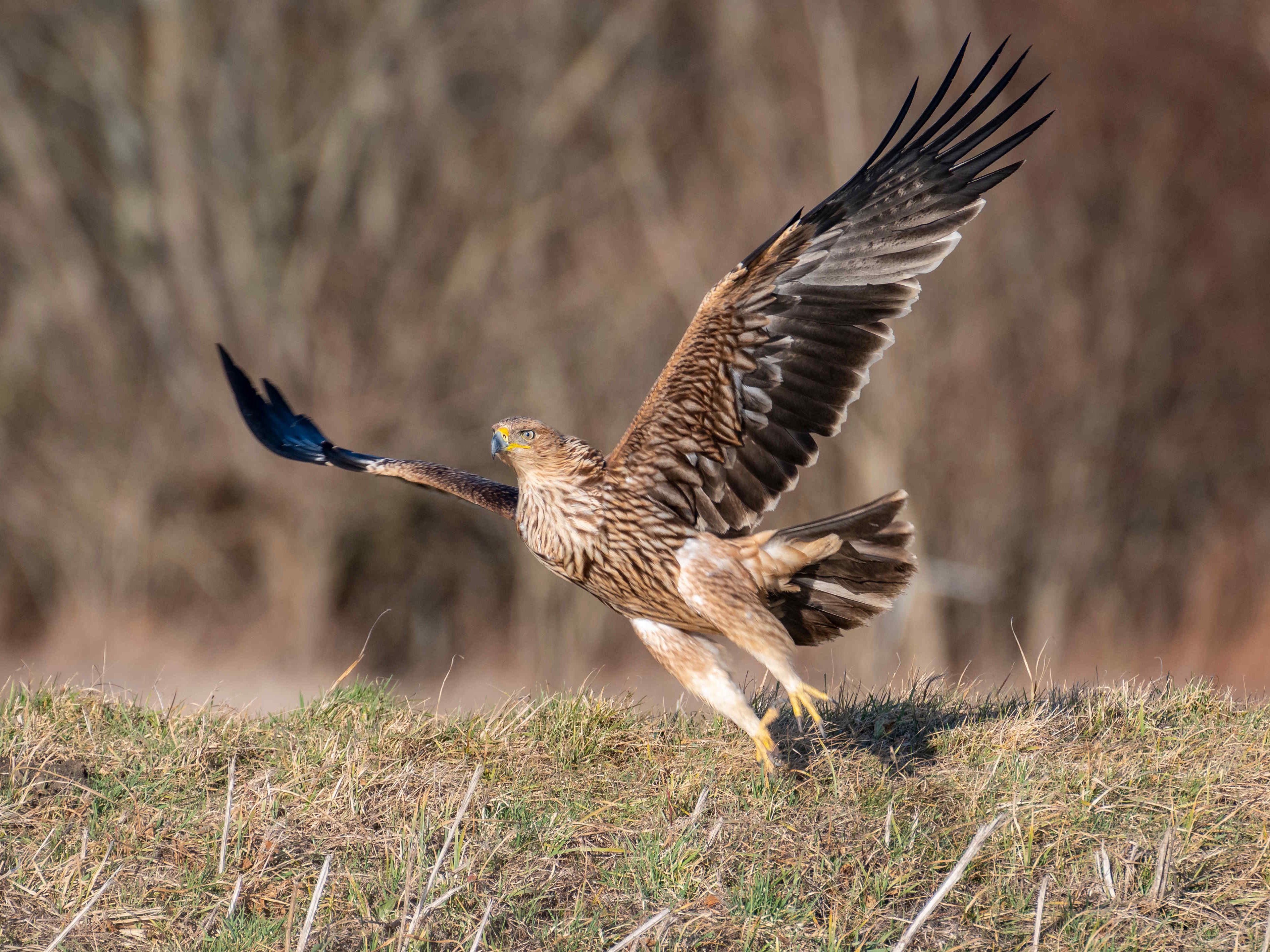 In Österreich brüteten diese Saison 34 Kaiseradler-Paare. In Österreich brüteten diese Saison 34 Kaiseradler-Paare.