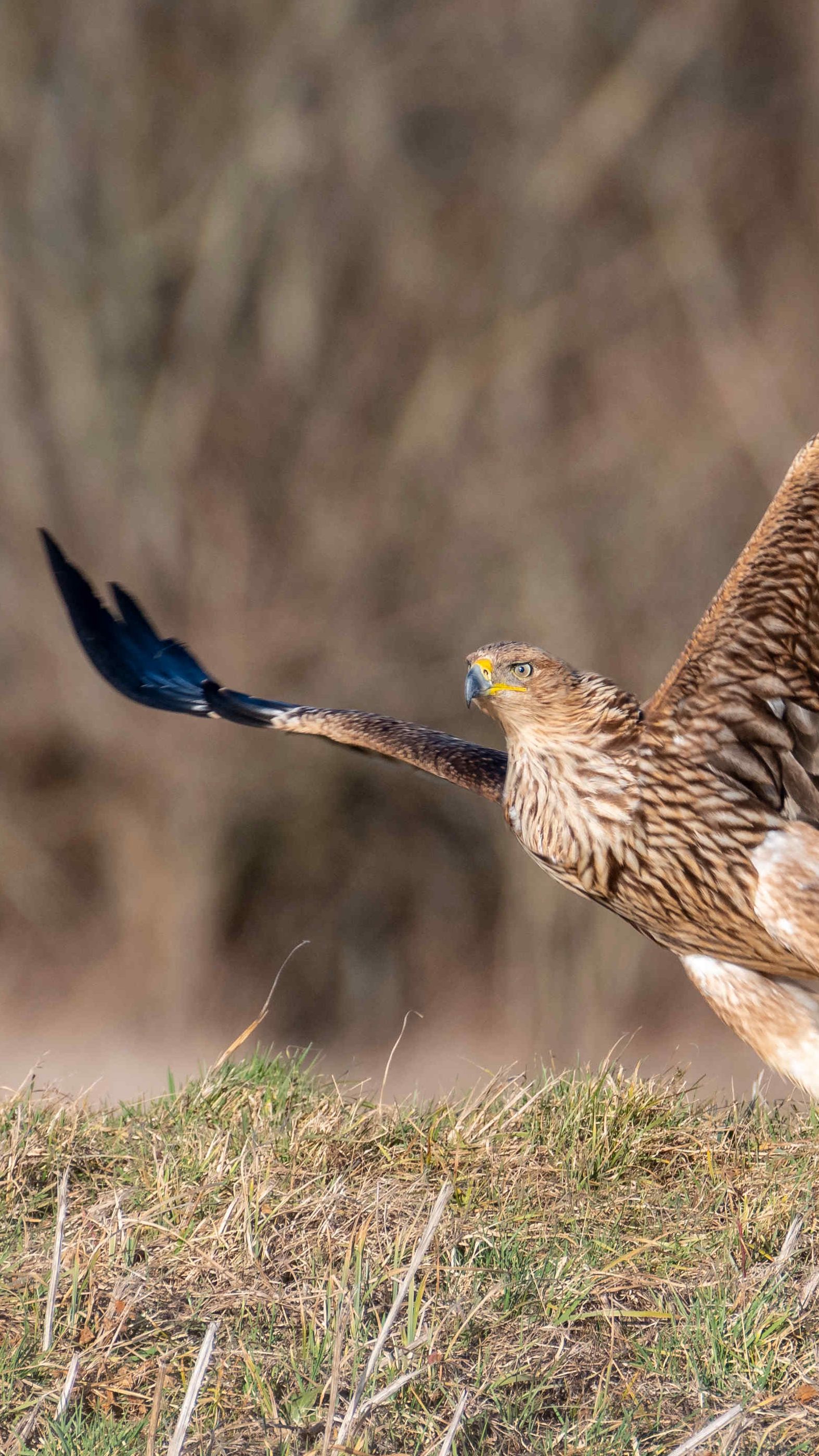 In Österreich brüteten diese Saison 34 Kaiseradler-Paare.