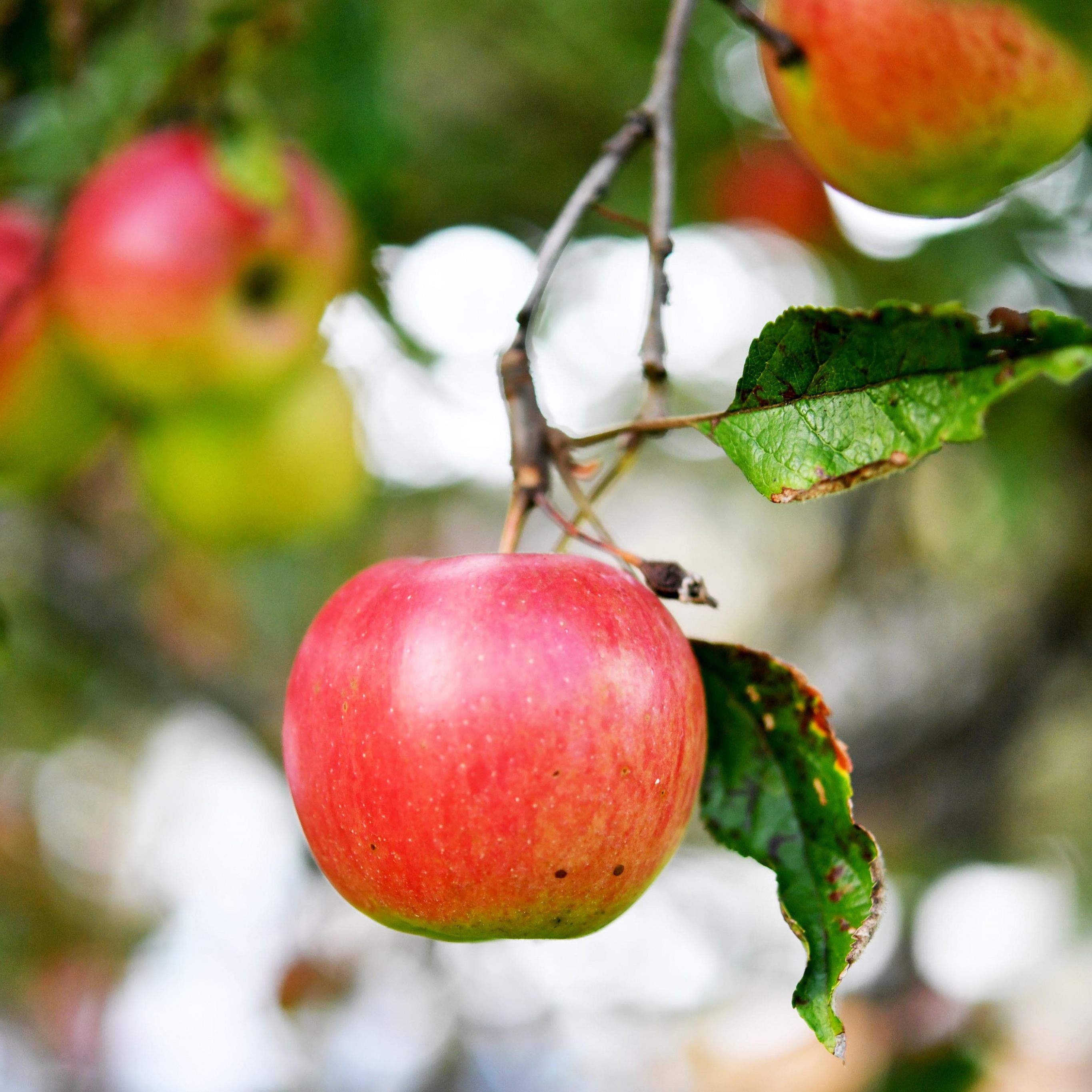 Apfelanbau in Österreich auf 7.450 Hektar mit fallender Tendenz.