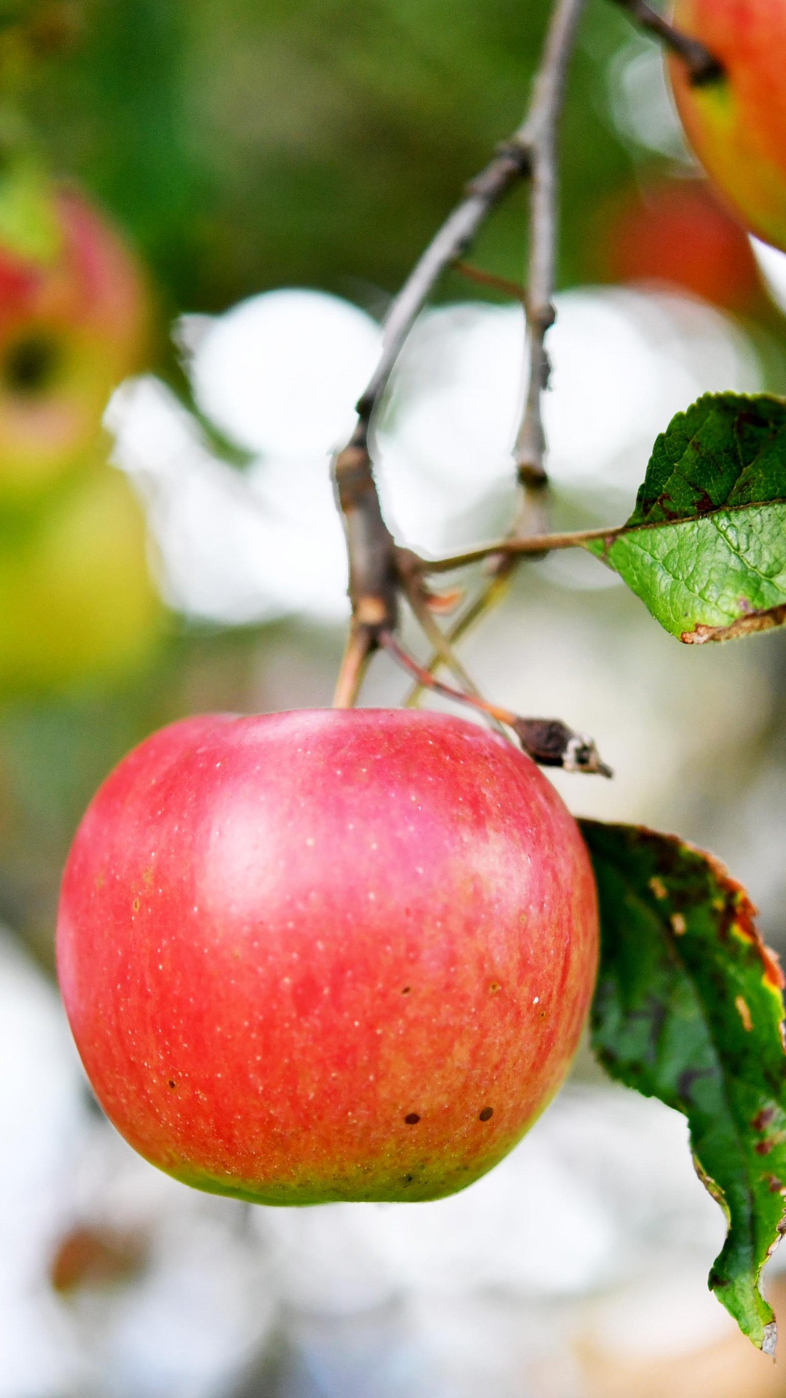 Apfelanbau in Österreich auf 7.450 Hektar mit fallender Tendenz.
