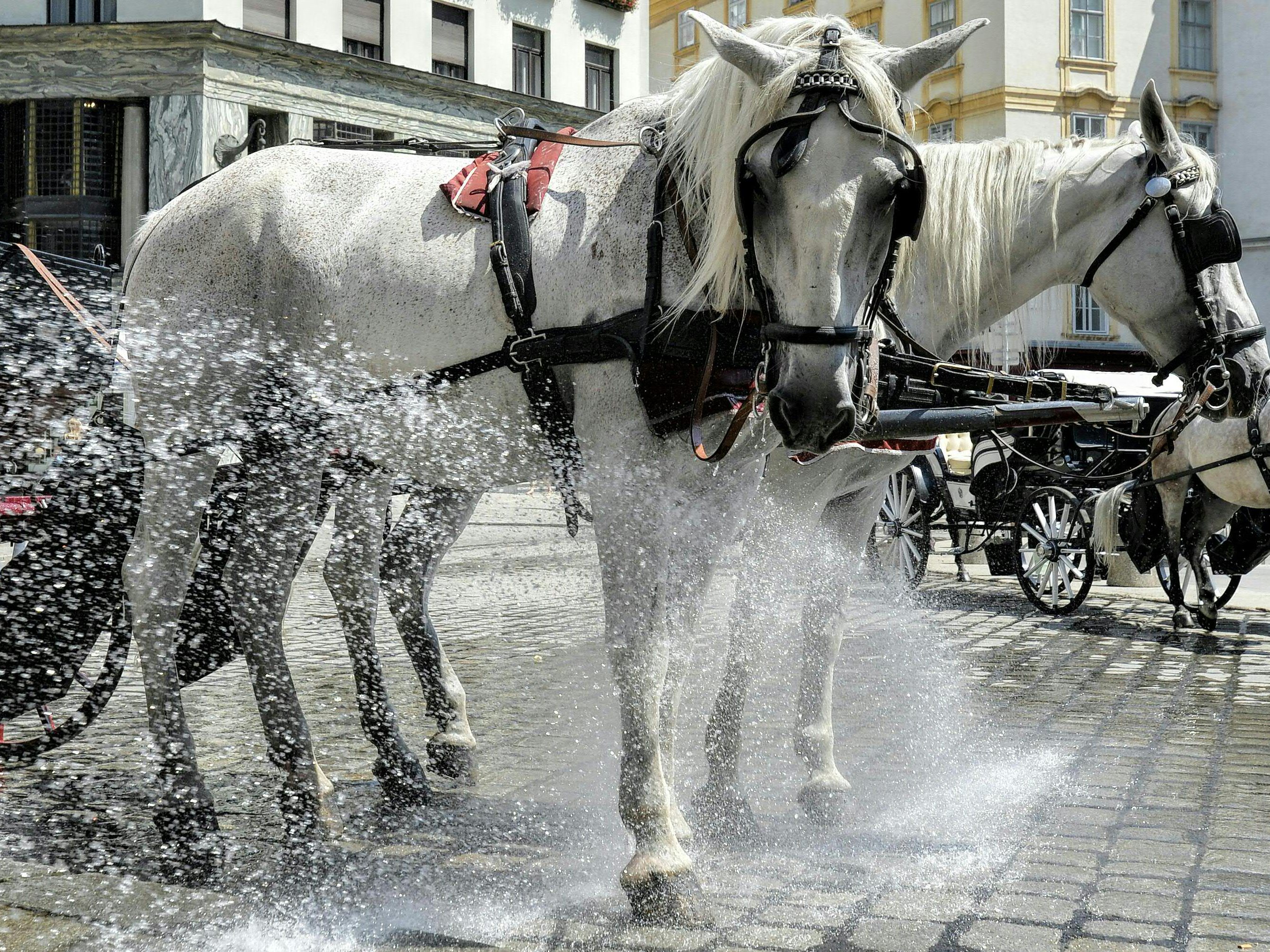 Sobald die Wetter-Prognose über 35 Grad voraussagt, sollen Fiaker frei haben. Sobald die Wetter-Prognose über 35 Grad voraussagt, sollen Fiaker frei haben.