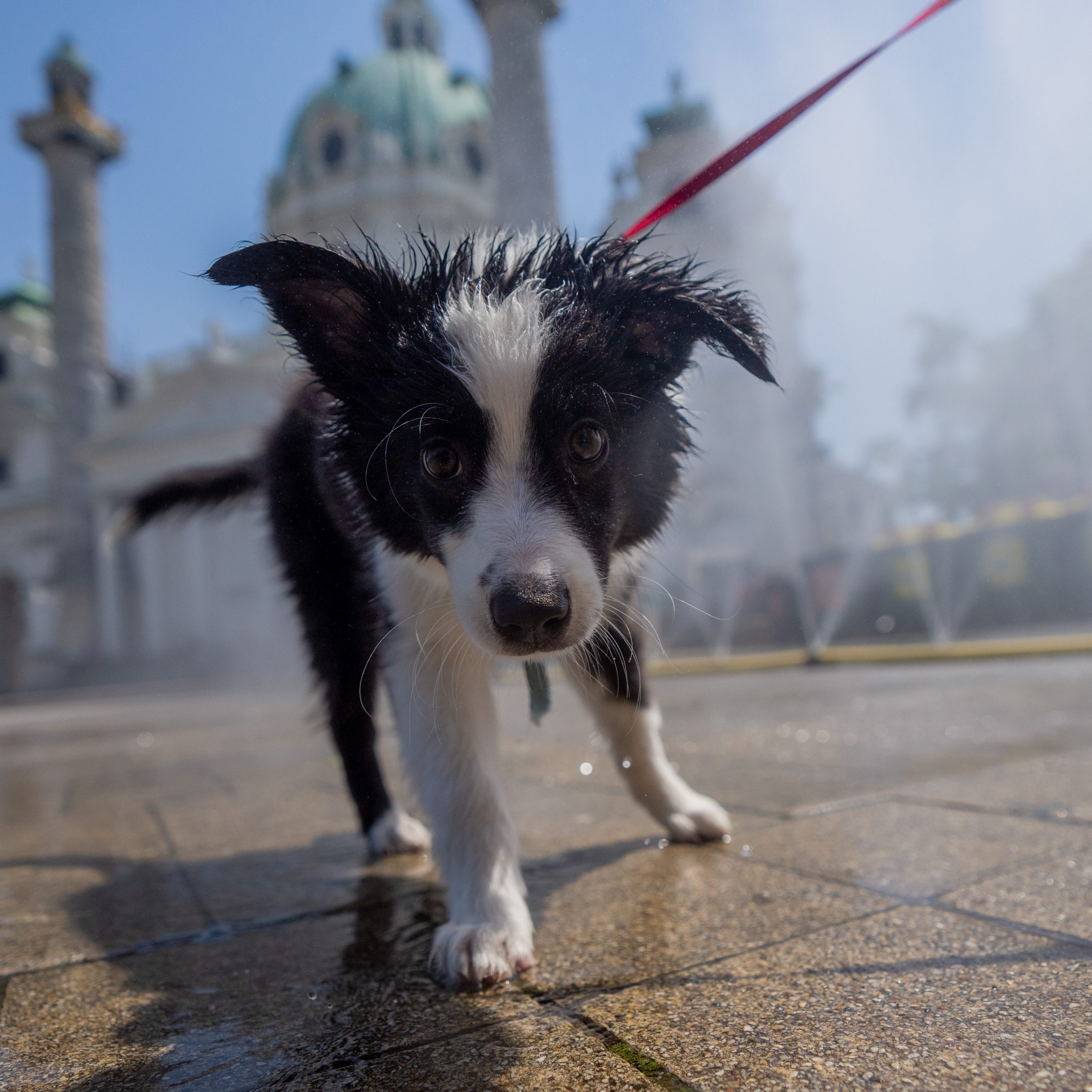 Erkenntnis von Wissenschaftern: Hunde in der Lage, vor Freude zu weinen.