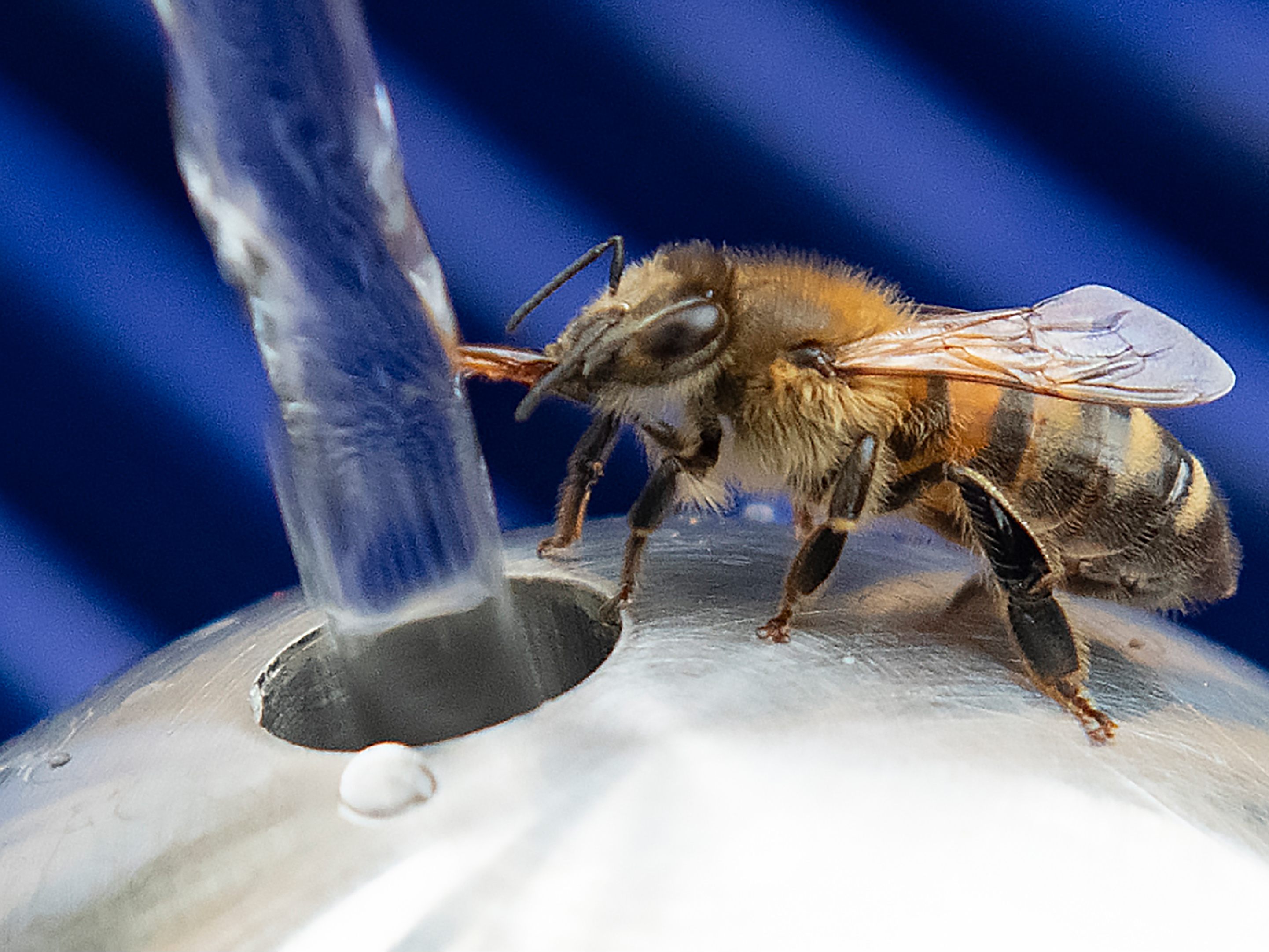 Auch Bienen haben bei der Hitze großen Durst. Auch Bienen haben bei der Hitze großen Durst.