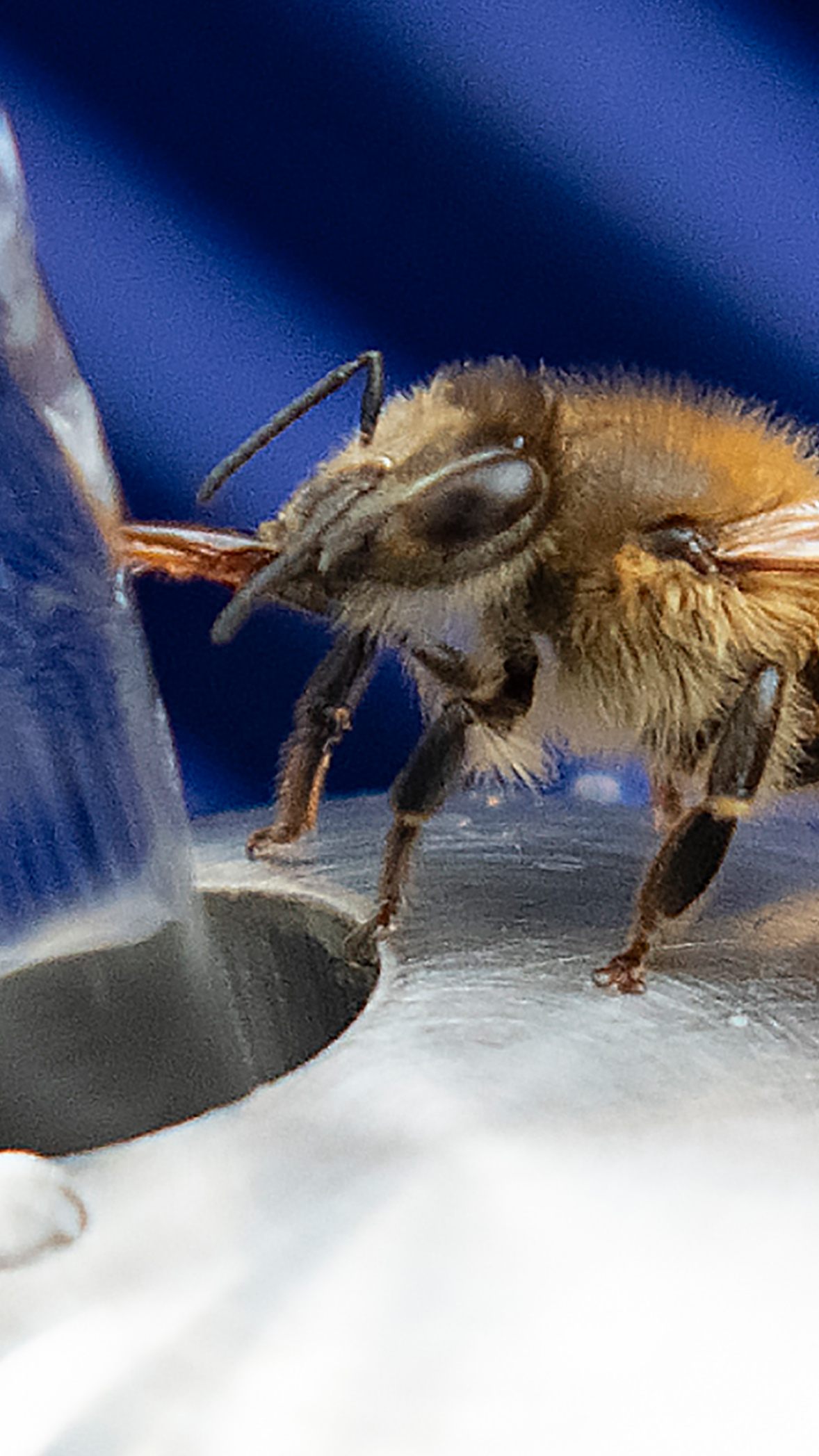 Auch Bienen haben bei der Hitze großen Durst.