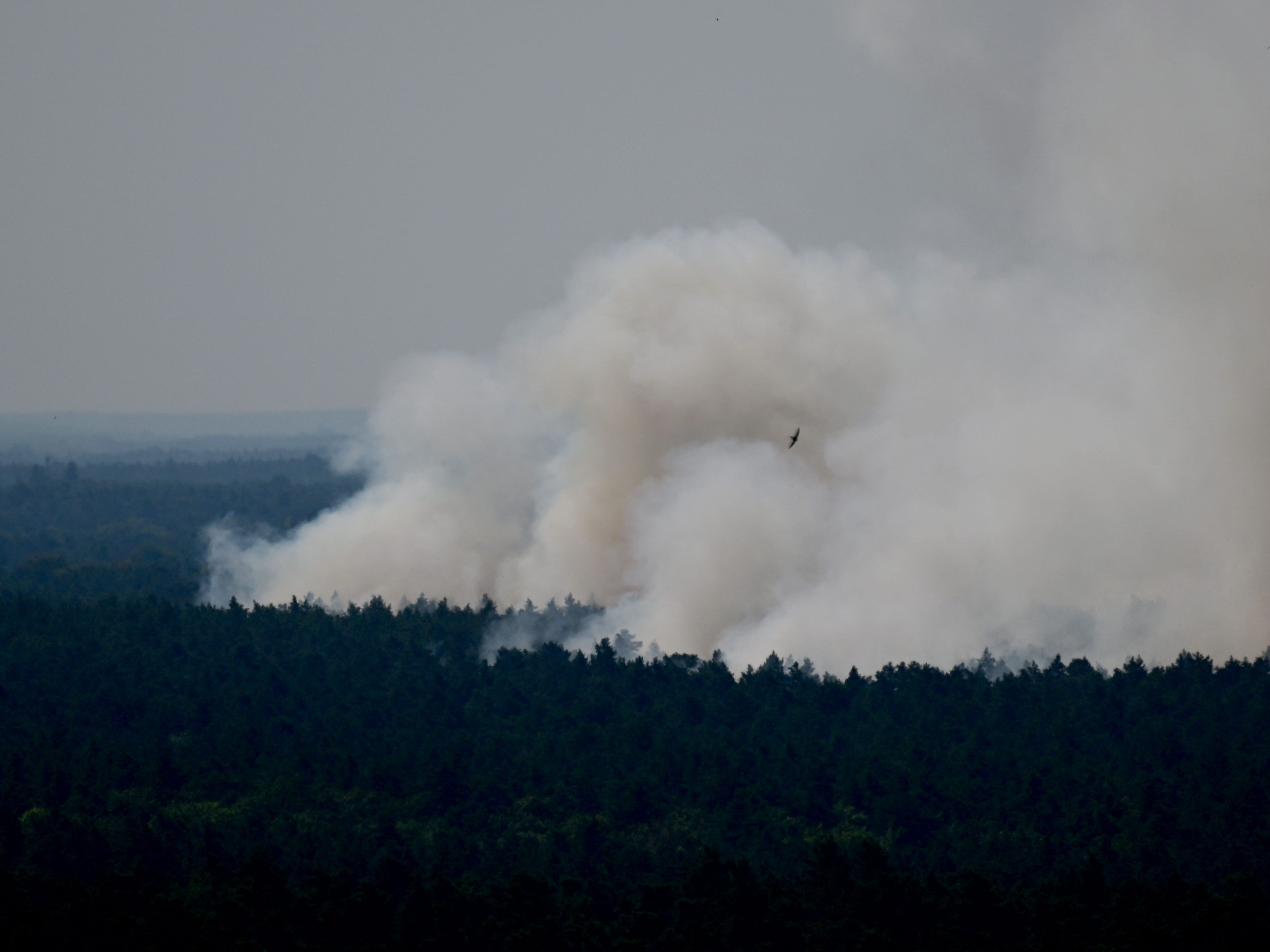 Der Brand im Grunewald breitet sich immer weiter aus.