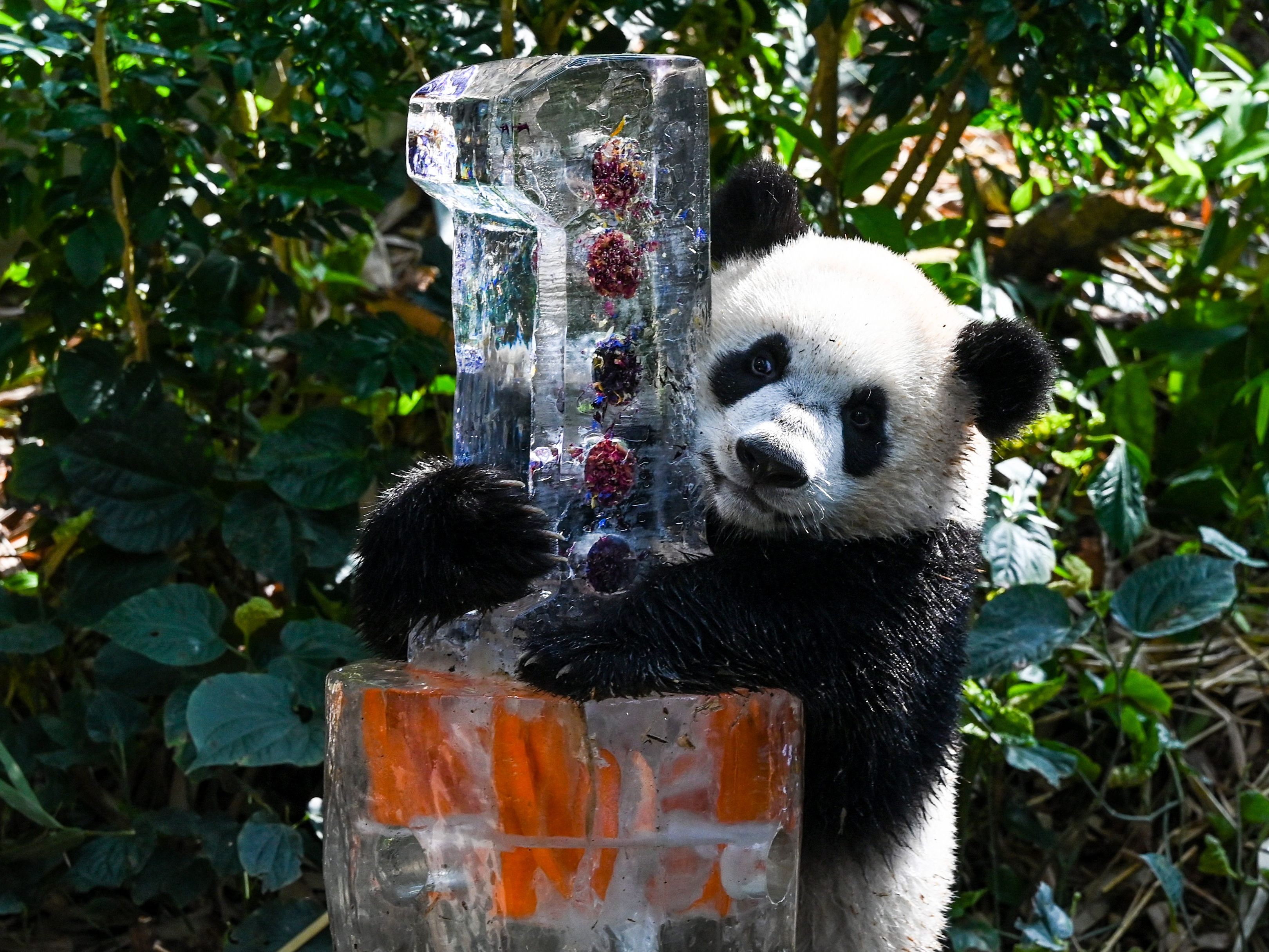 Riesenpanda "Le le" feiert Geburtstag.