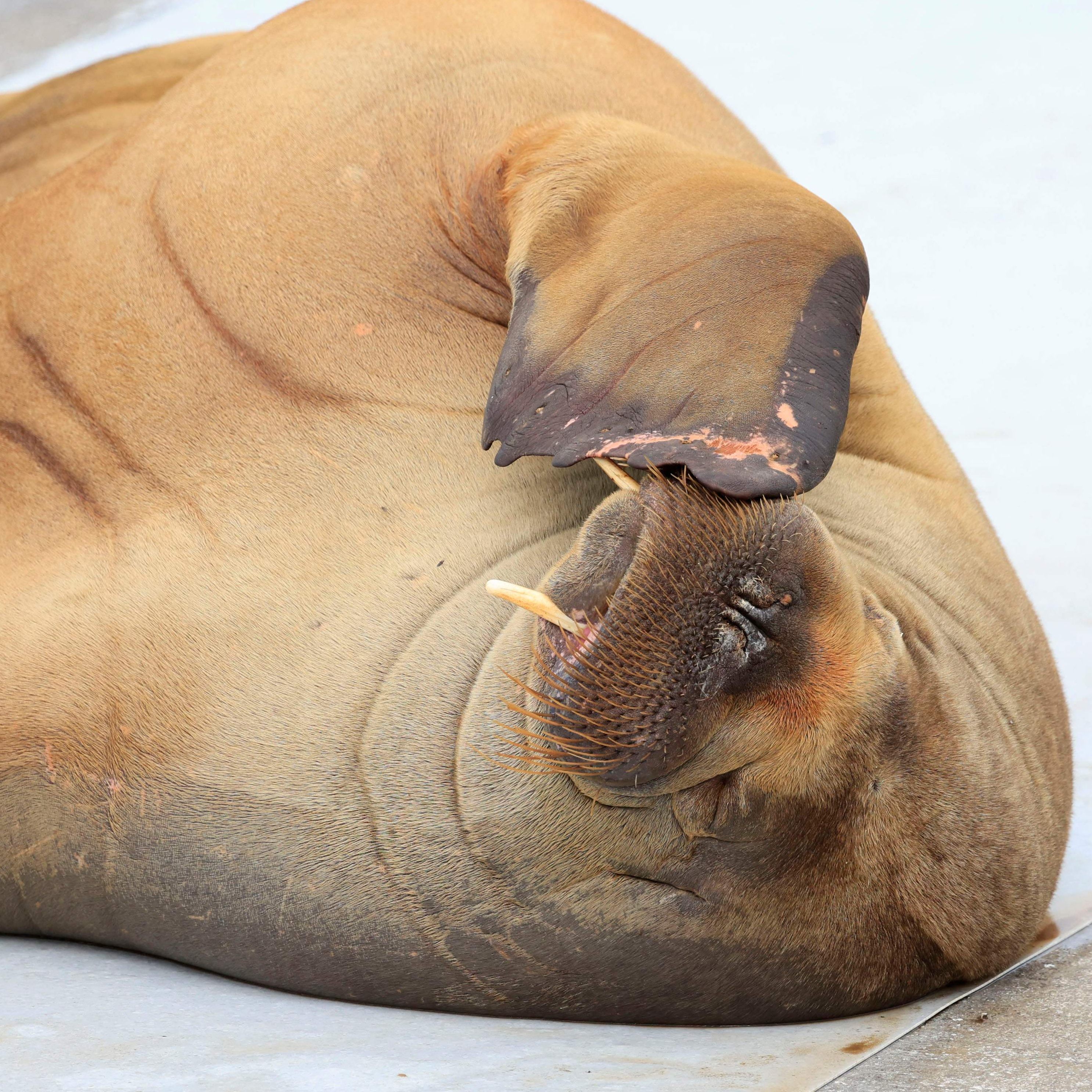 Das Walross-Weibchen Freya wurde eingeschläfert.