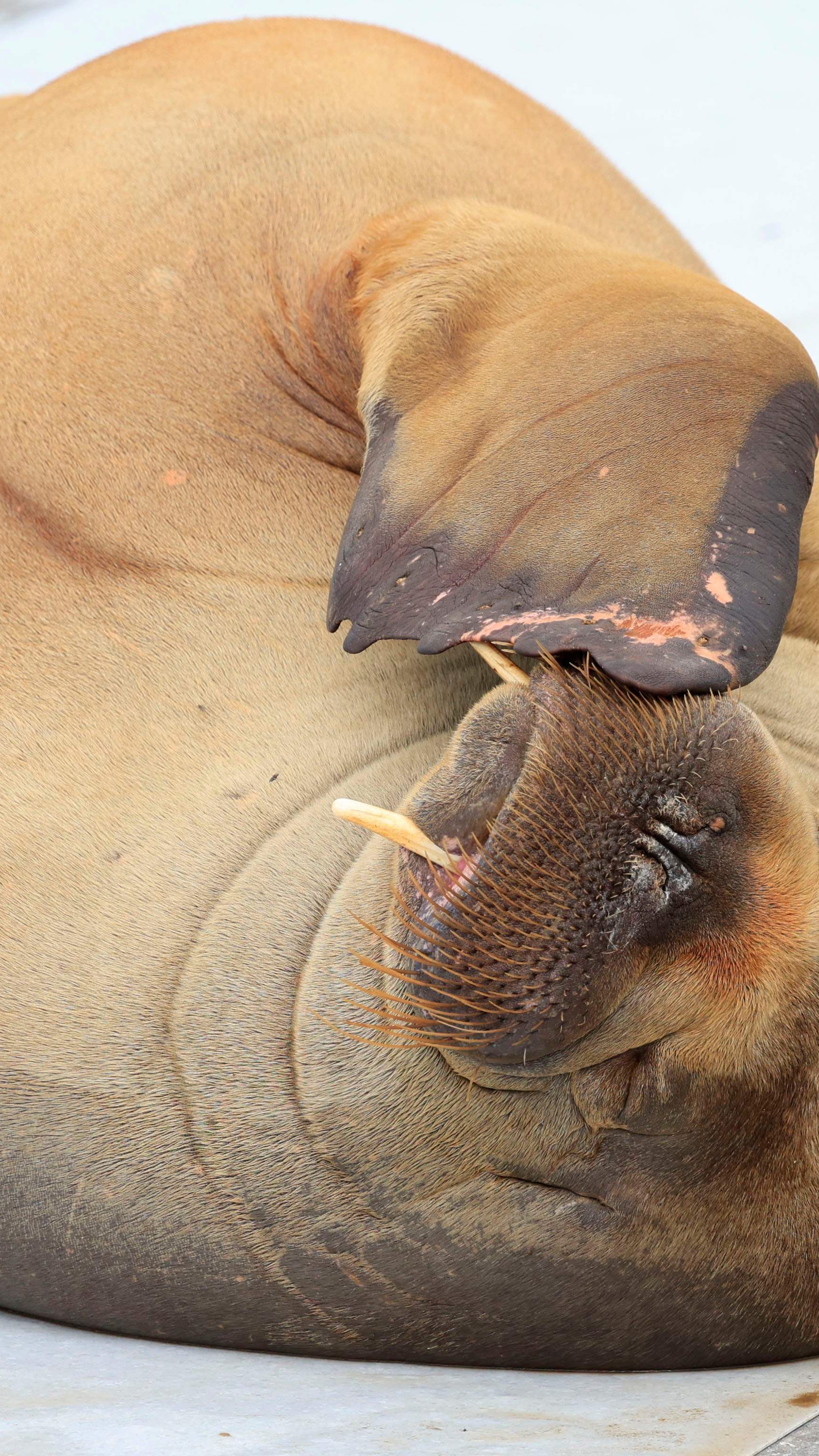 Das Walross-Weibchen Freya wurde eingeschläfert.