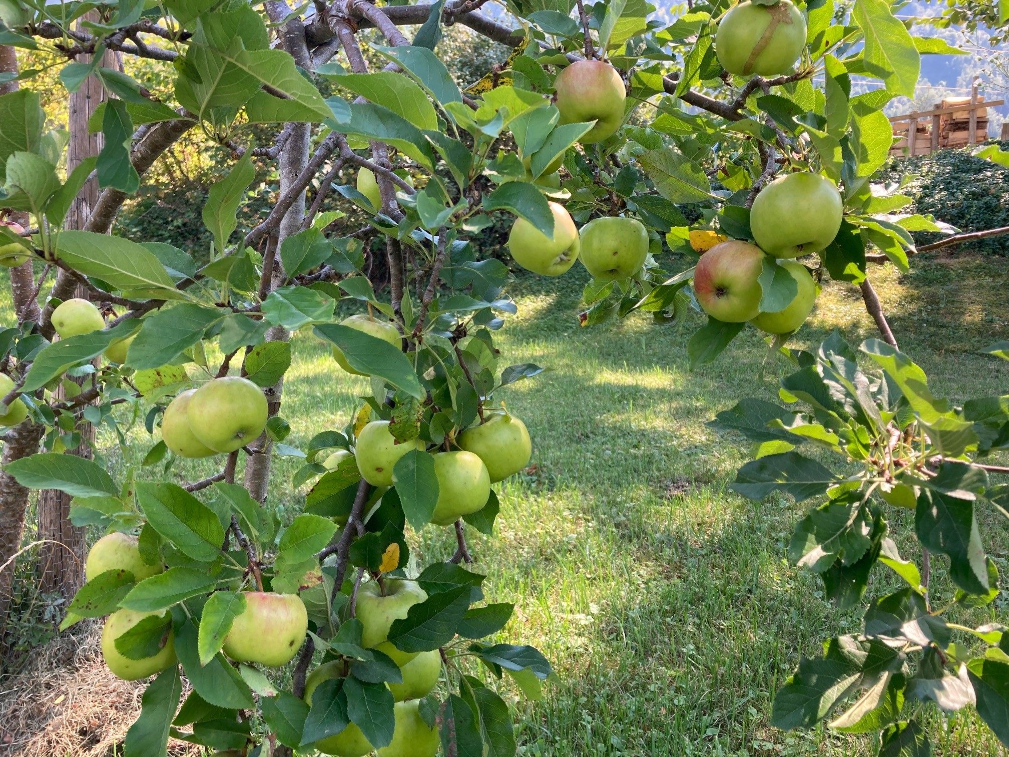 Herbst ist Erntezeit. Wenn man mehr Obst als Bedarf hat, hilft in Nenzing „s´gäle Band“.