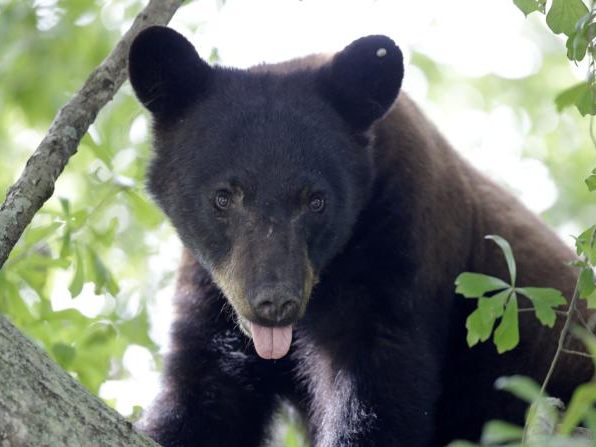 Der Braunbär brach auf der Suche nach Nahrung gleich mehrfach in das Familienhaus ein.