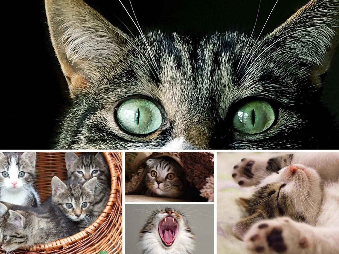 Heute ist Weltkatzentag! So süß sind unsere Vierbeiner. Heute ist Weltkatzentag! So süß sind unsere Vierbeiner.