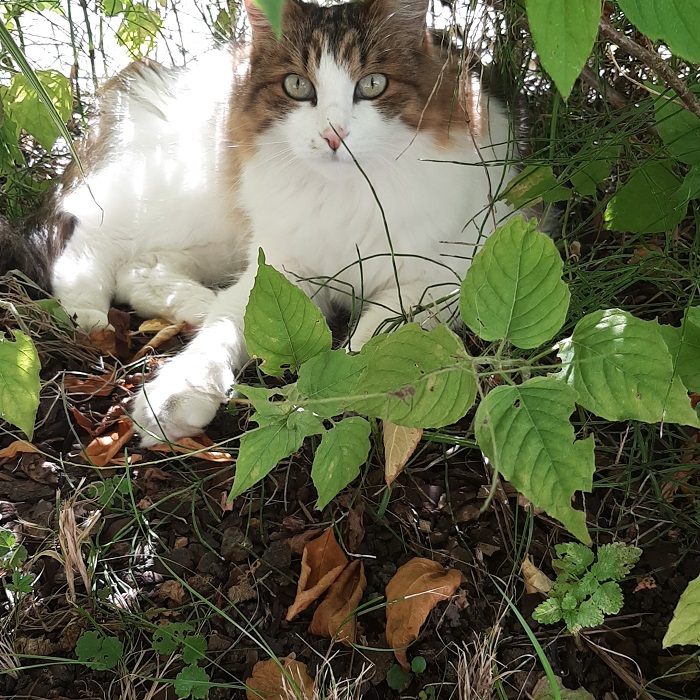 Langhaarkatze Carlos