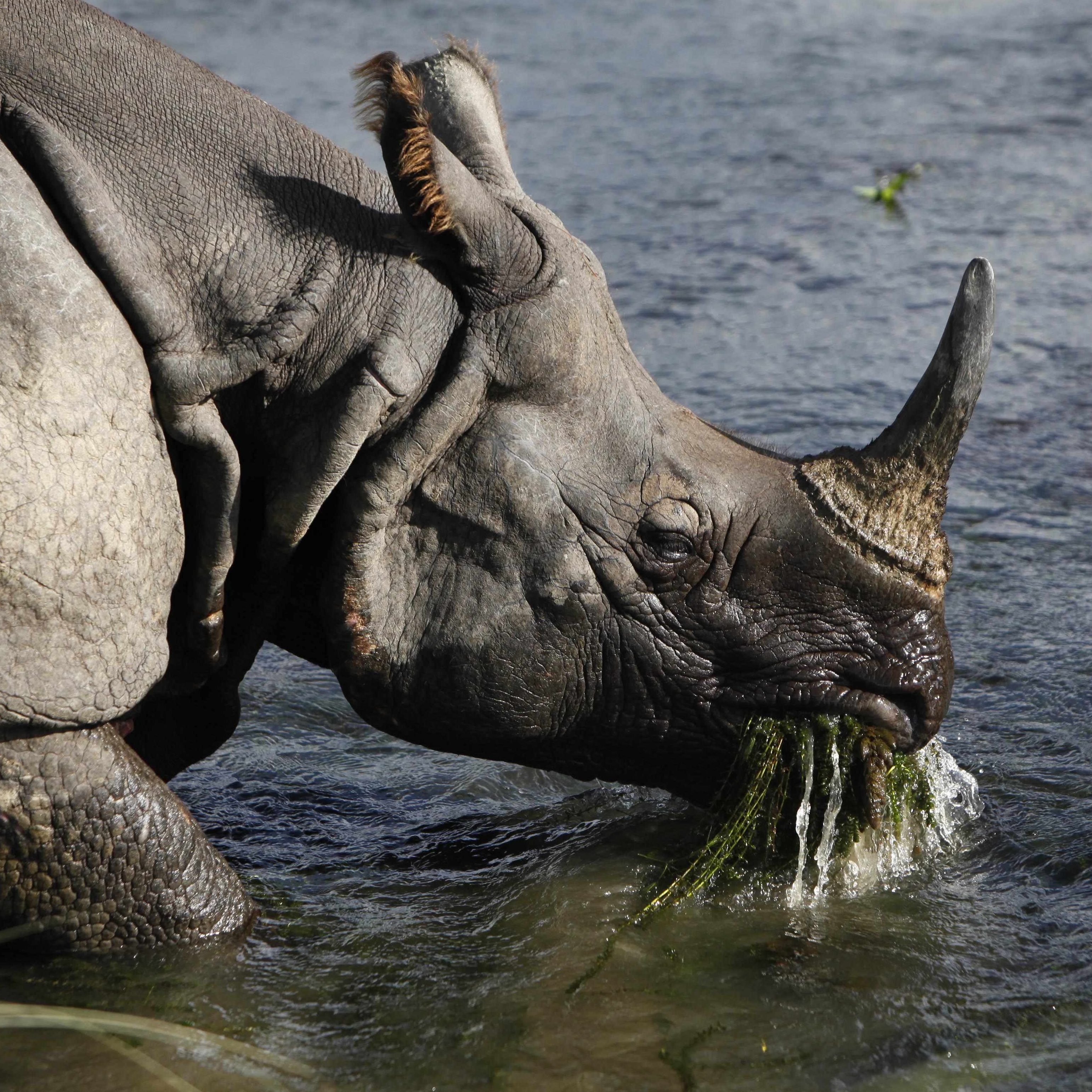Aufgrund von Corona wurden Nashörner weniger gewildert.
