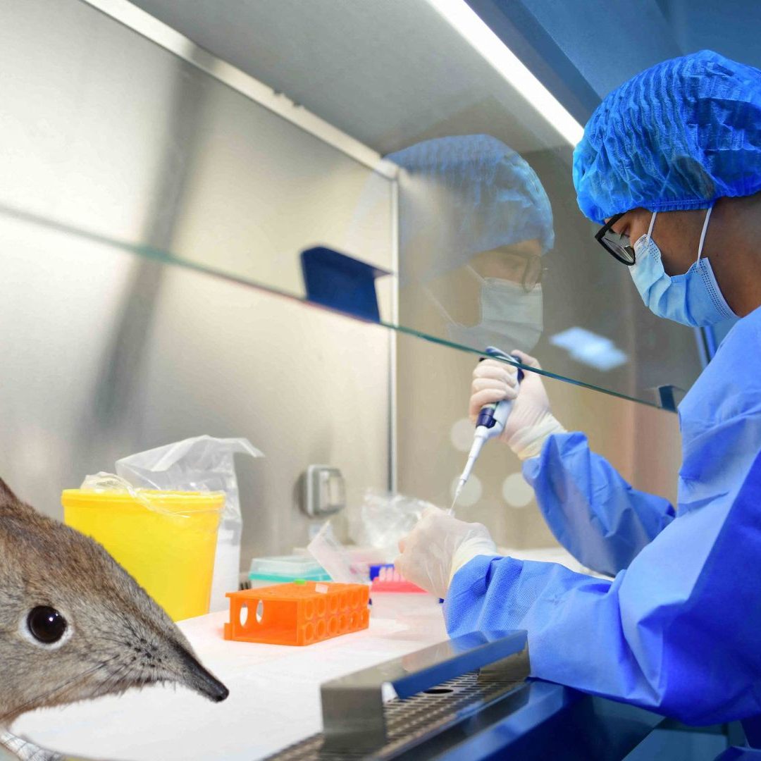 Das Virus wurde doch engen Kontakt mit Tieren üvertragen.