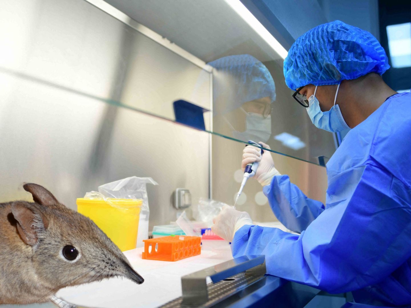 Das Virus wurde doch engen Kontakt mit Tieren üvertragen.