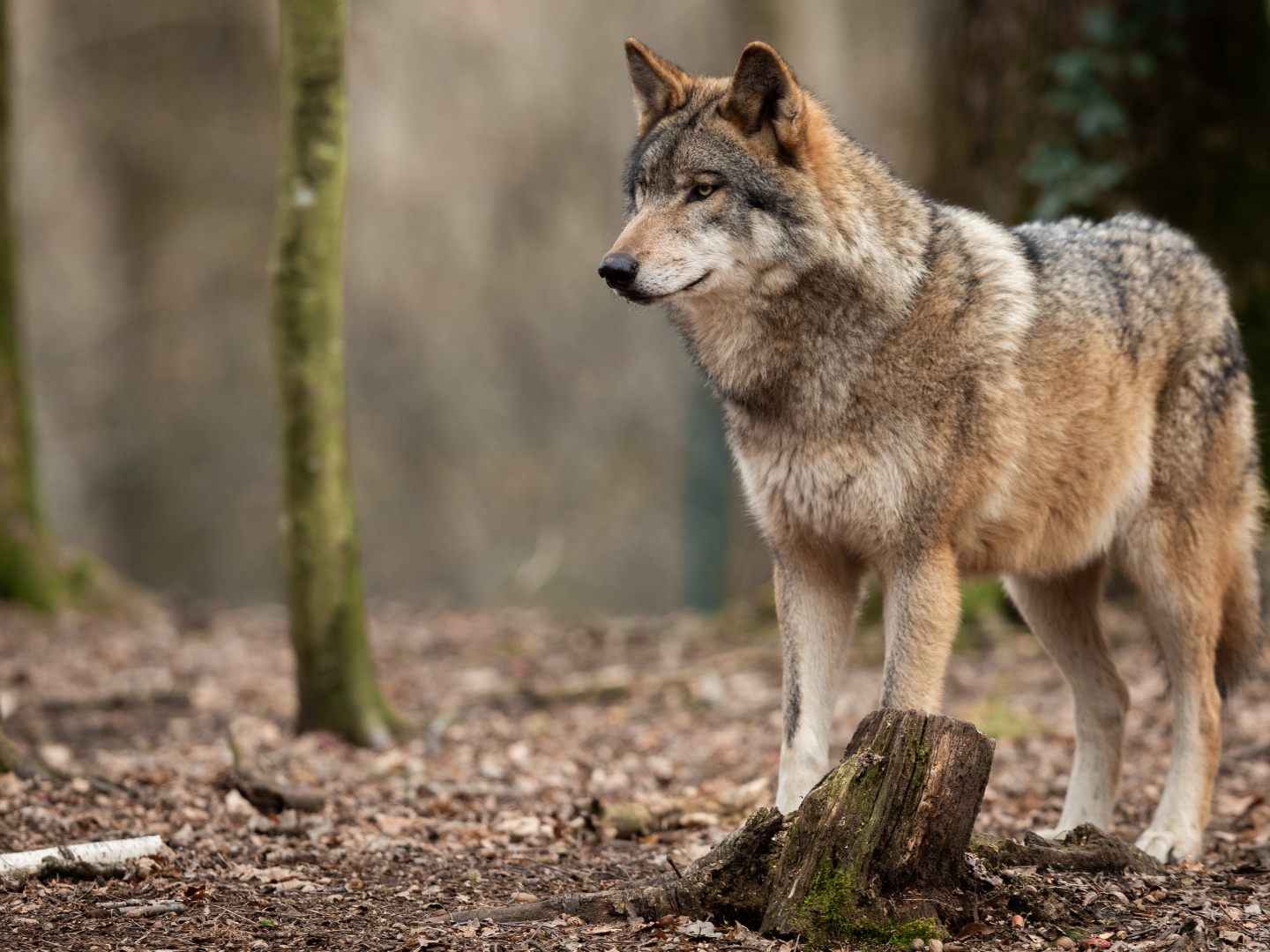 Wolfsriss am Augstenberg