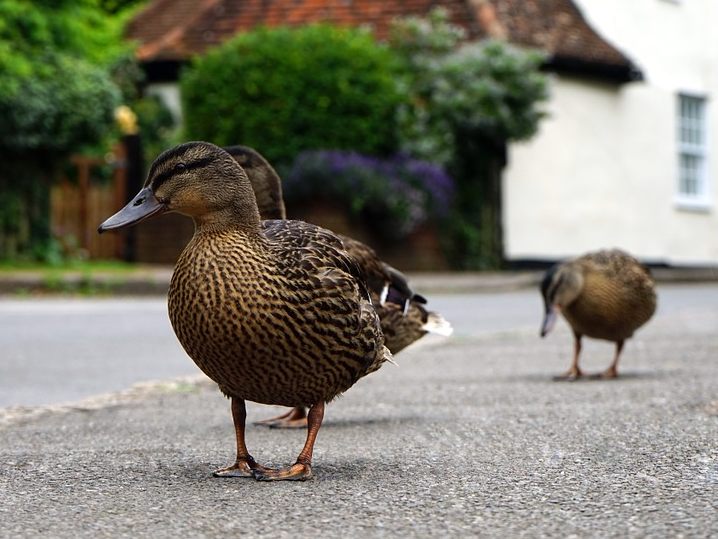Die Enten machten sich gerade selbst auf dem Weg zur Arbeit.