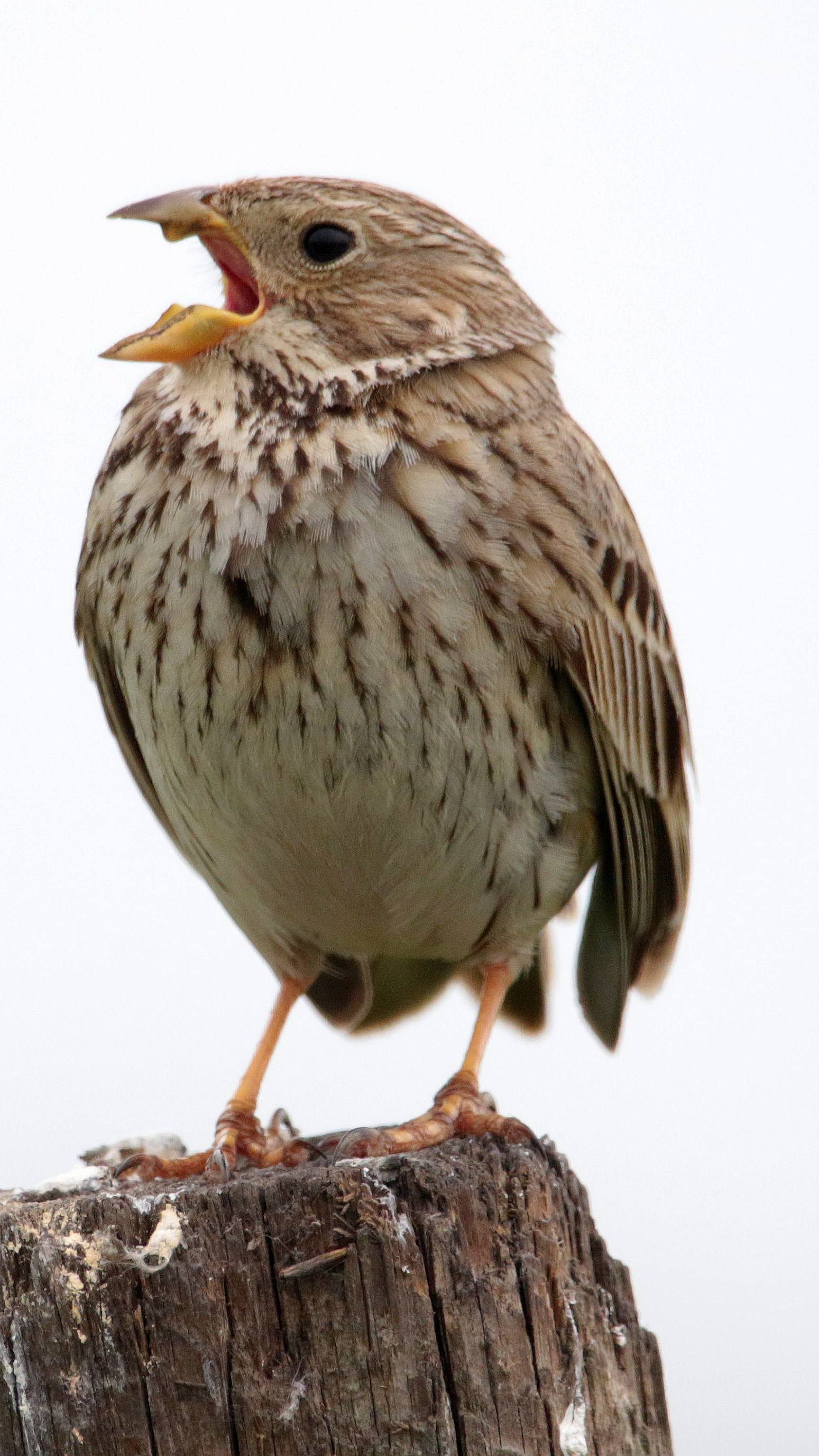 Der Bestand der Grauammer in Österreich ist gefährlich niedrig.