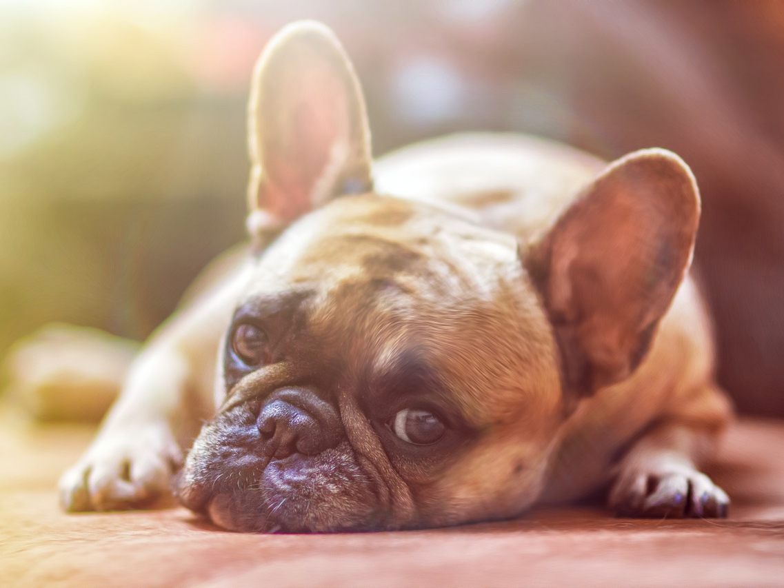 Der Hund war wohl ein bisschen zu aufgeregt und konnte sich selbst nicht mehr stoppen.