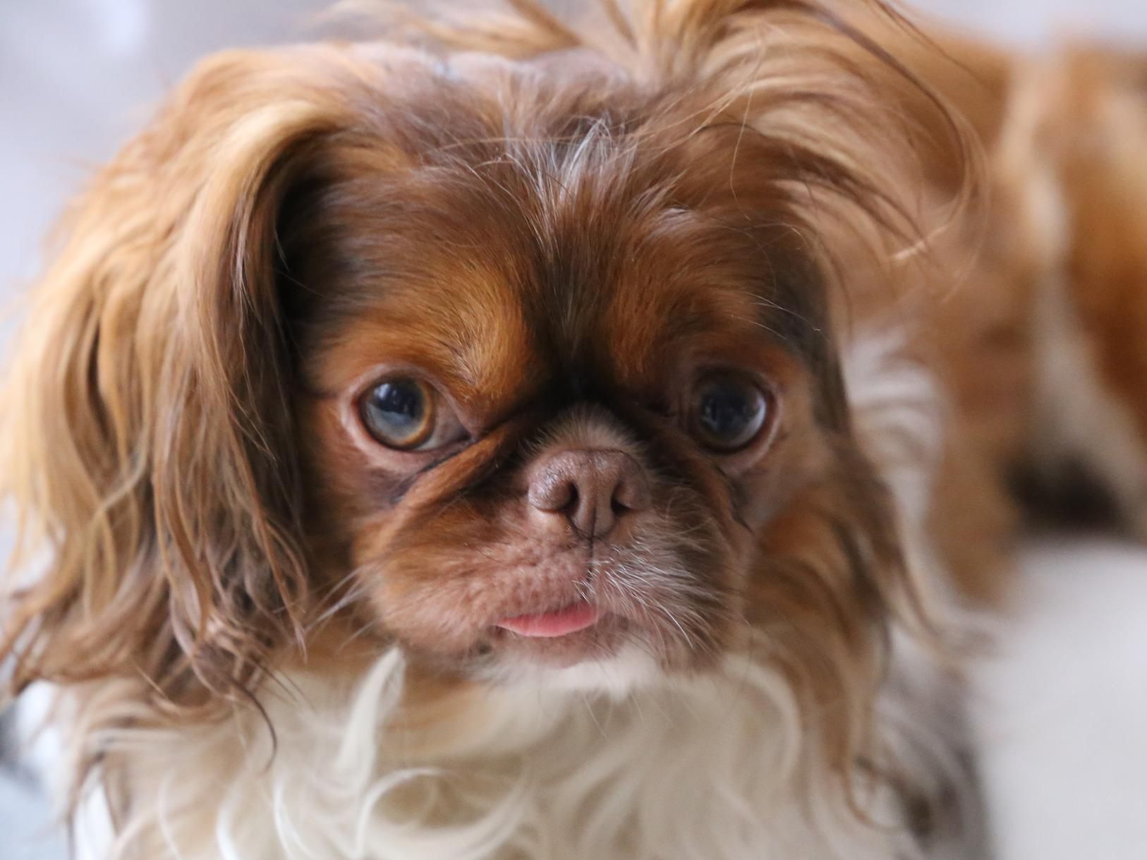 Der Mann trat auf den wehrlosen Hund ein. Dieser starb auf dem Weg in die Tierklinik an seinen Verletzungen. Der Mann trat auf den wehrlosen Hund ein. Dieser starb auf dem Weg in die Tierklinik an seinen Verletzungen.
